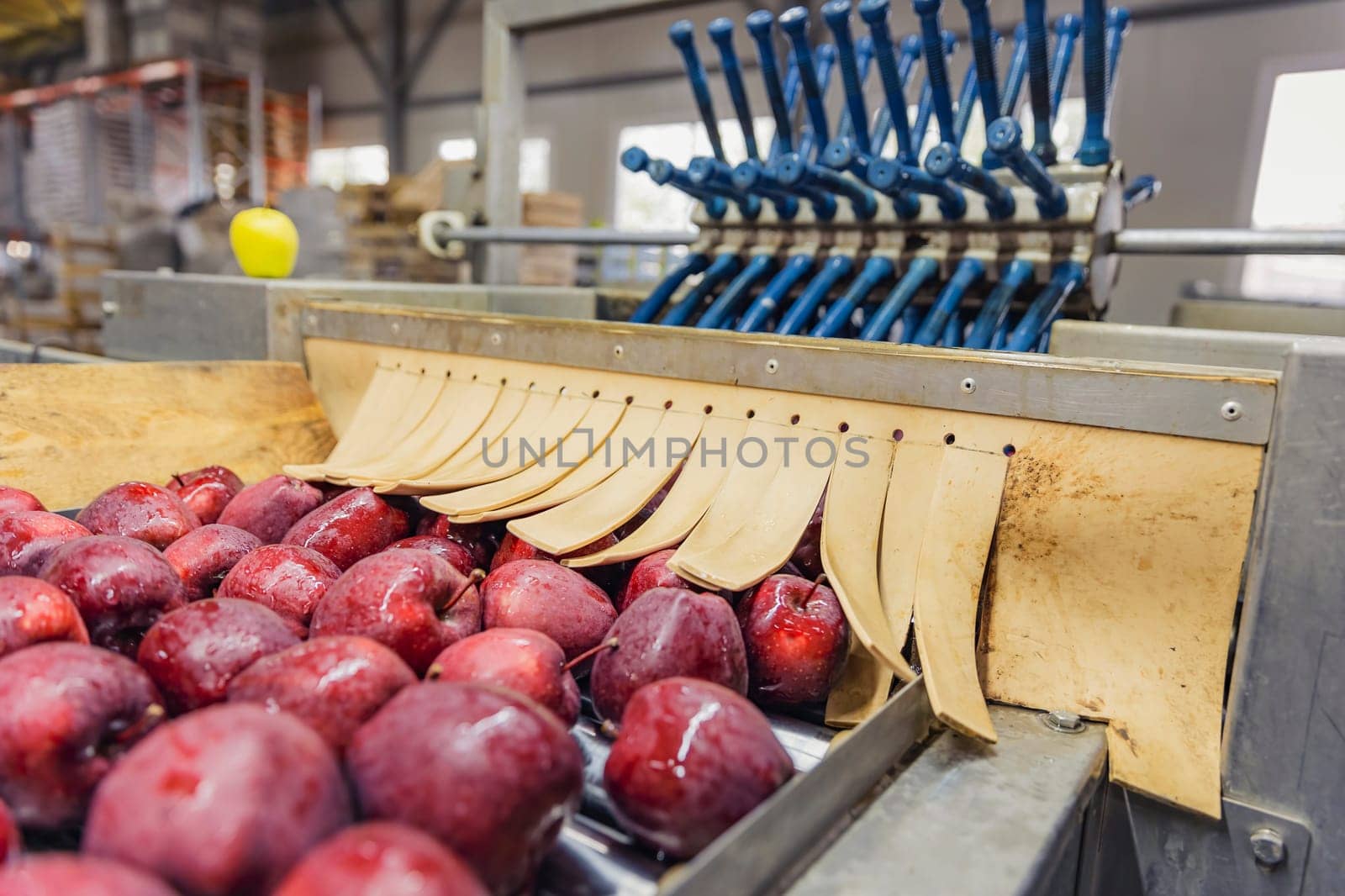 apples on automatic picking line by zokov