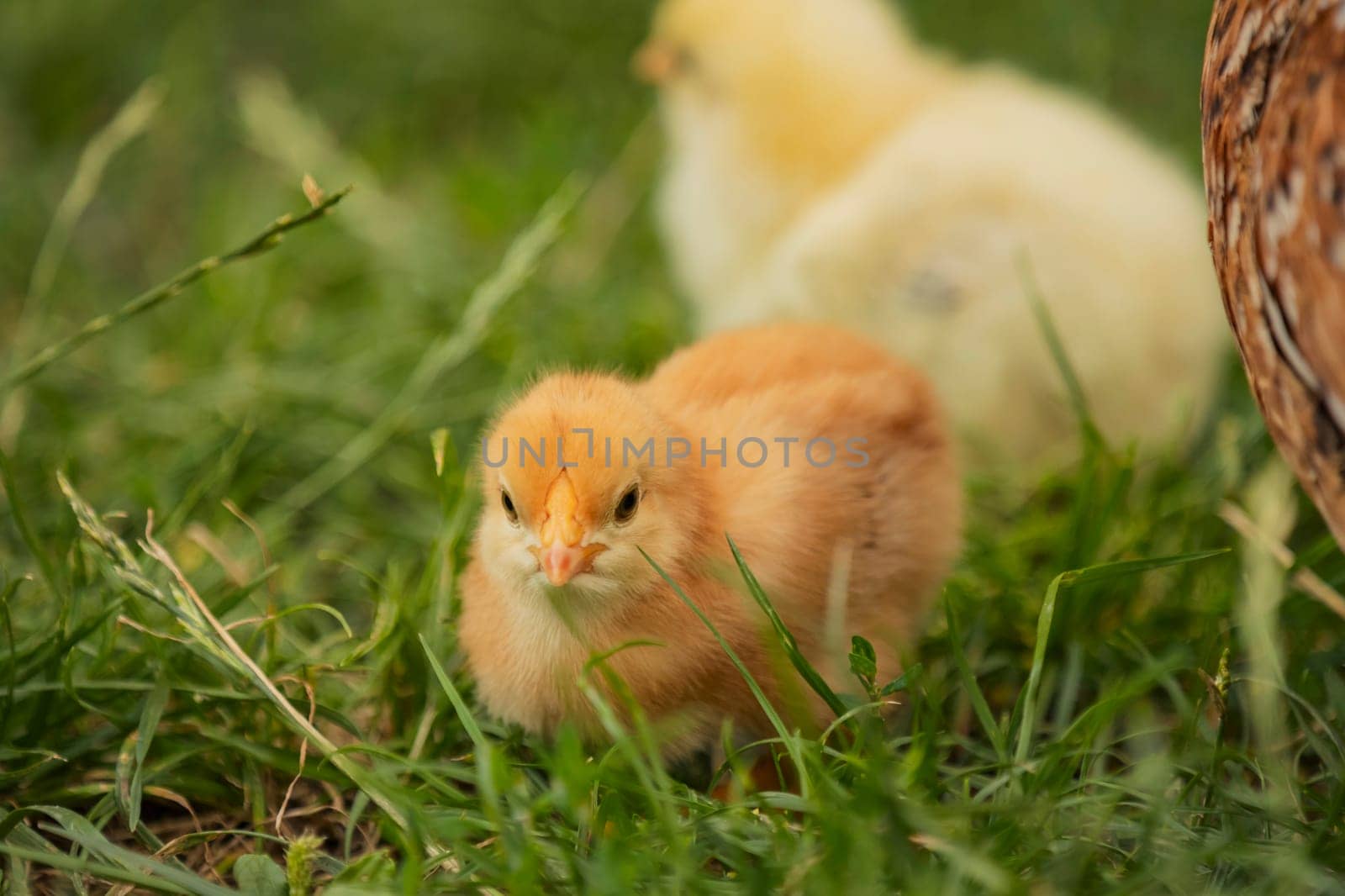 yellow little chickens walk on the grass, close-up