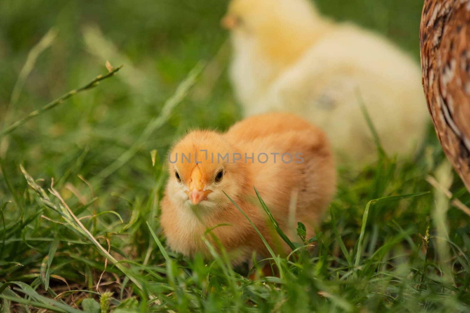 yellow little chickens walk on the grass by zokov