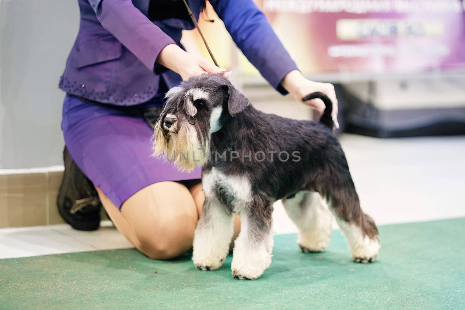 Handler puts a Miniature Schnauzer dog in the rack.