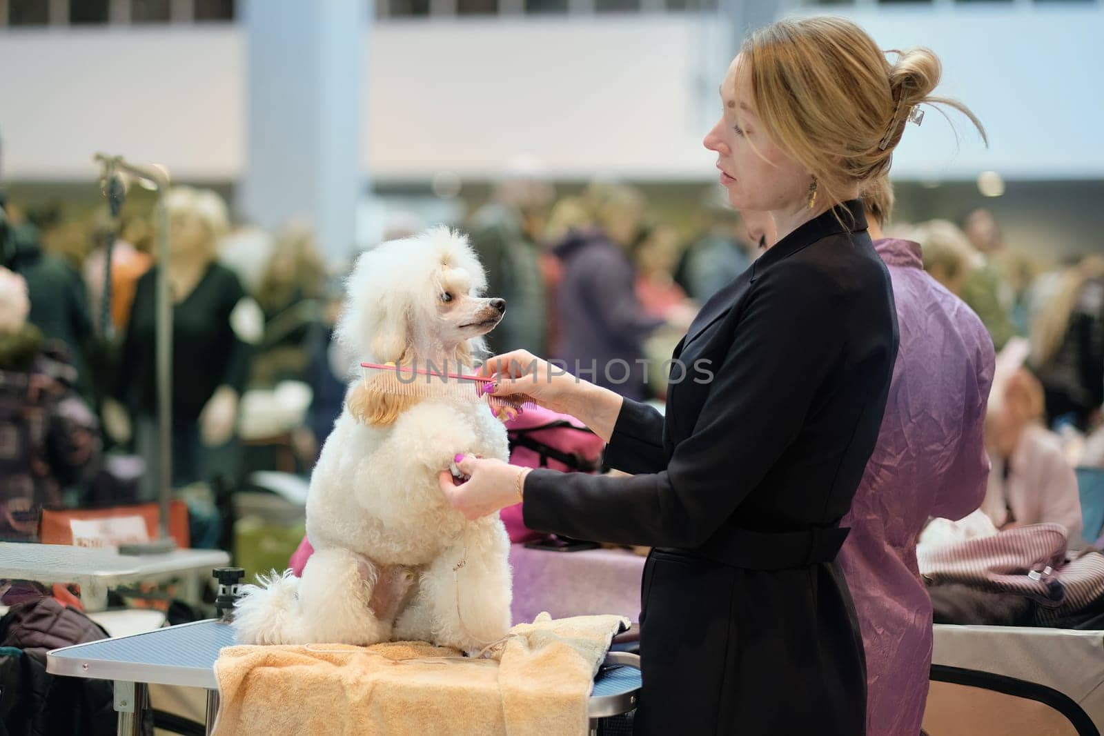A woman lovingly cares for a miniature poodle of modern color.