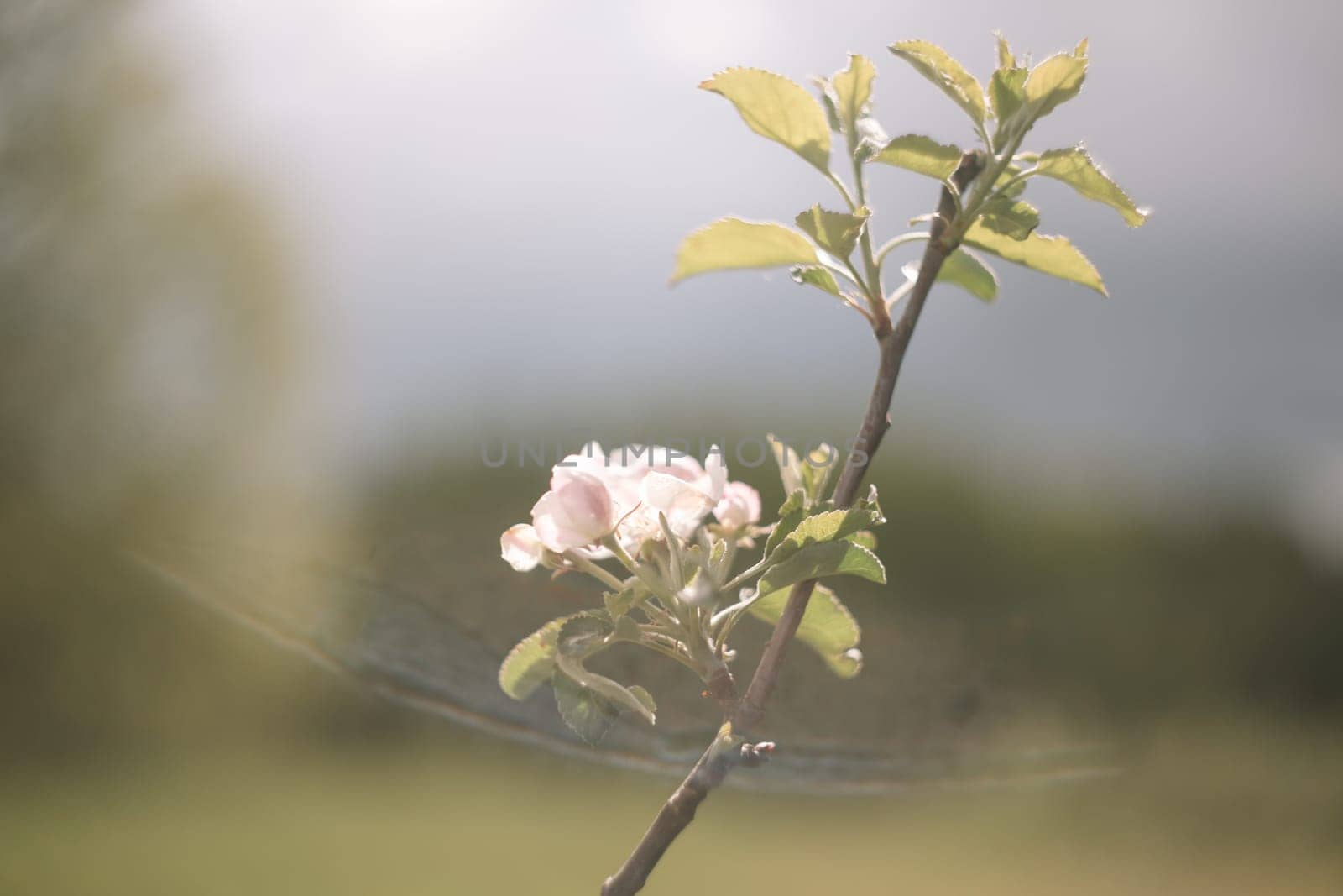 spring background with white flowers and apple leaves. Blur spring blossom background.