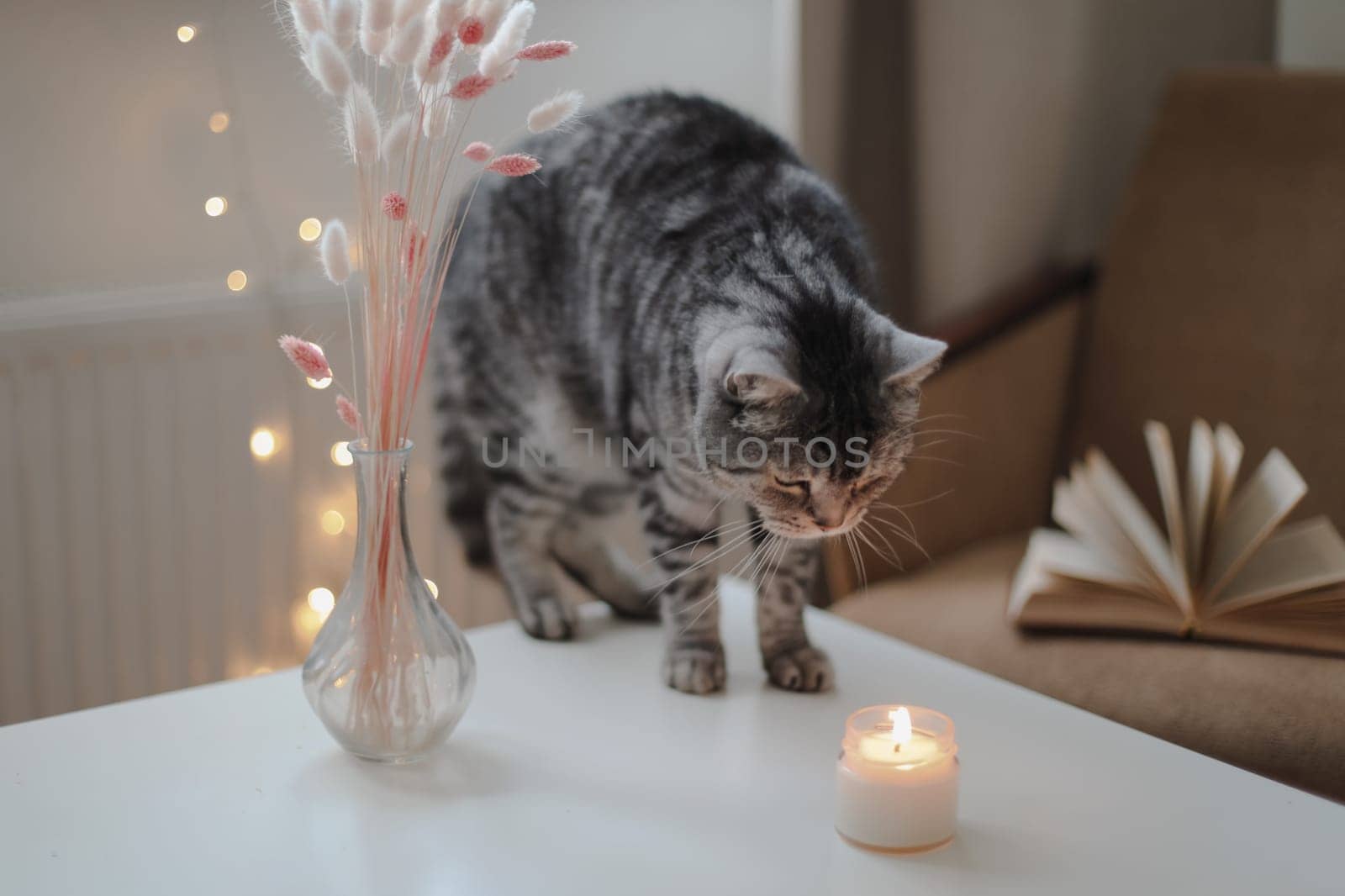 Still life details, candle a funny cat on a table in living room. Cozy home atmosphere. Lazy winter weekend