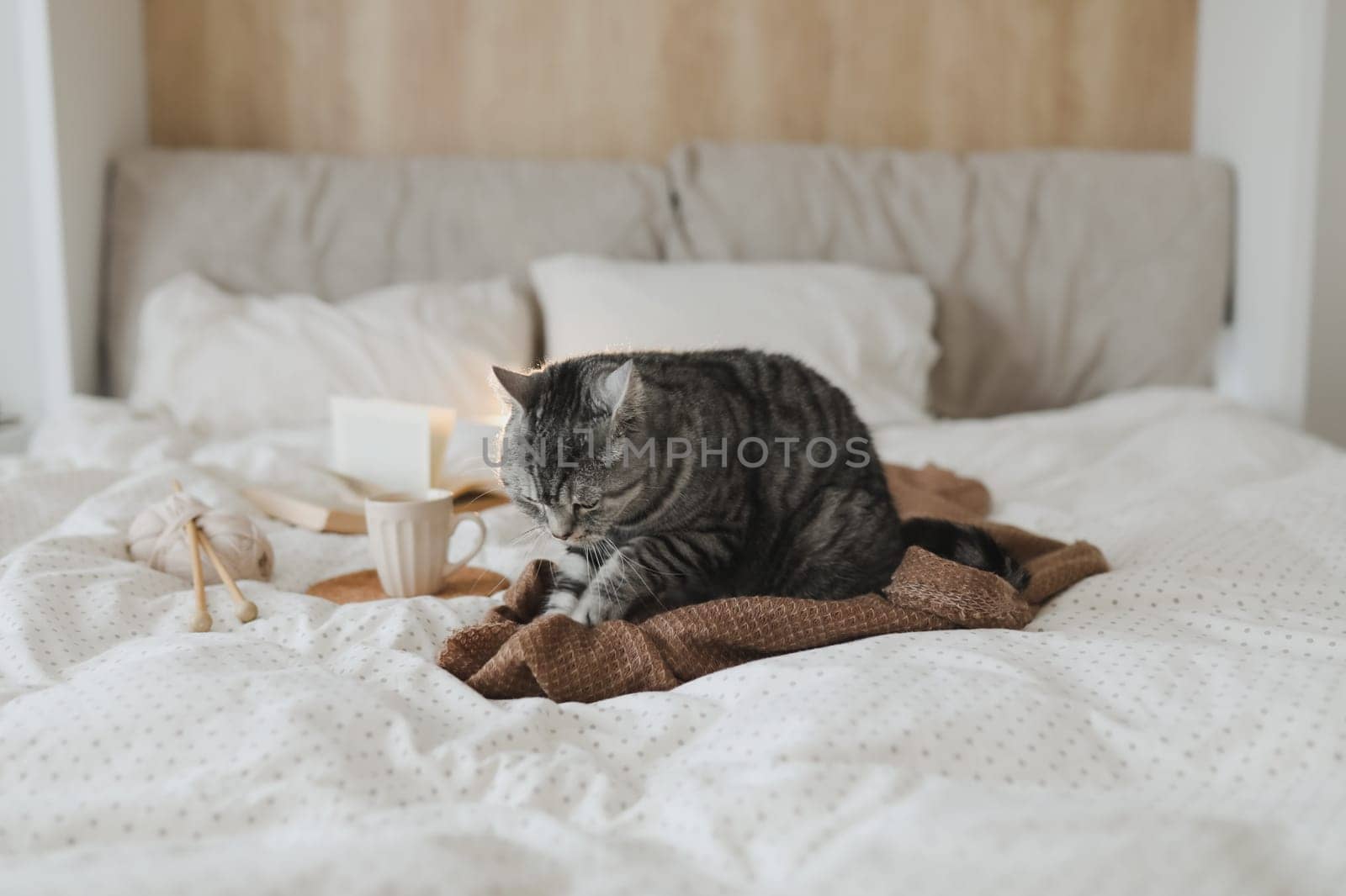 Cute tabby cat in bed on warm blanket. Hygge concept. Lazy weekend. Cozy home atmosphere by paralisart