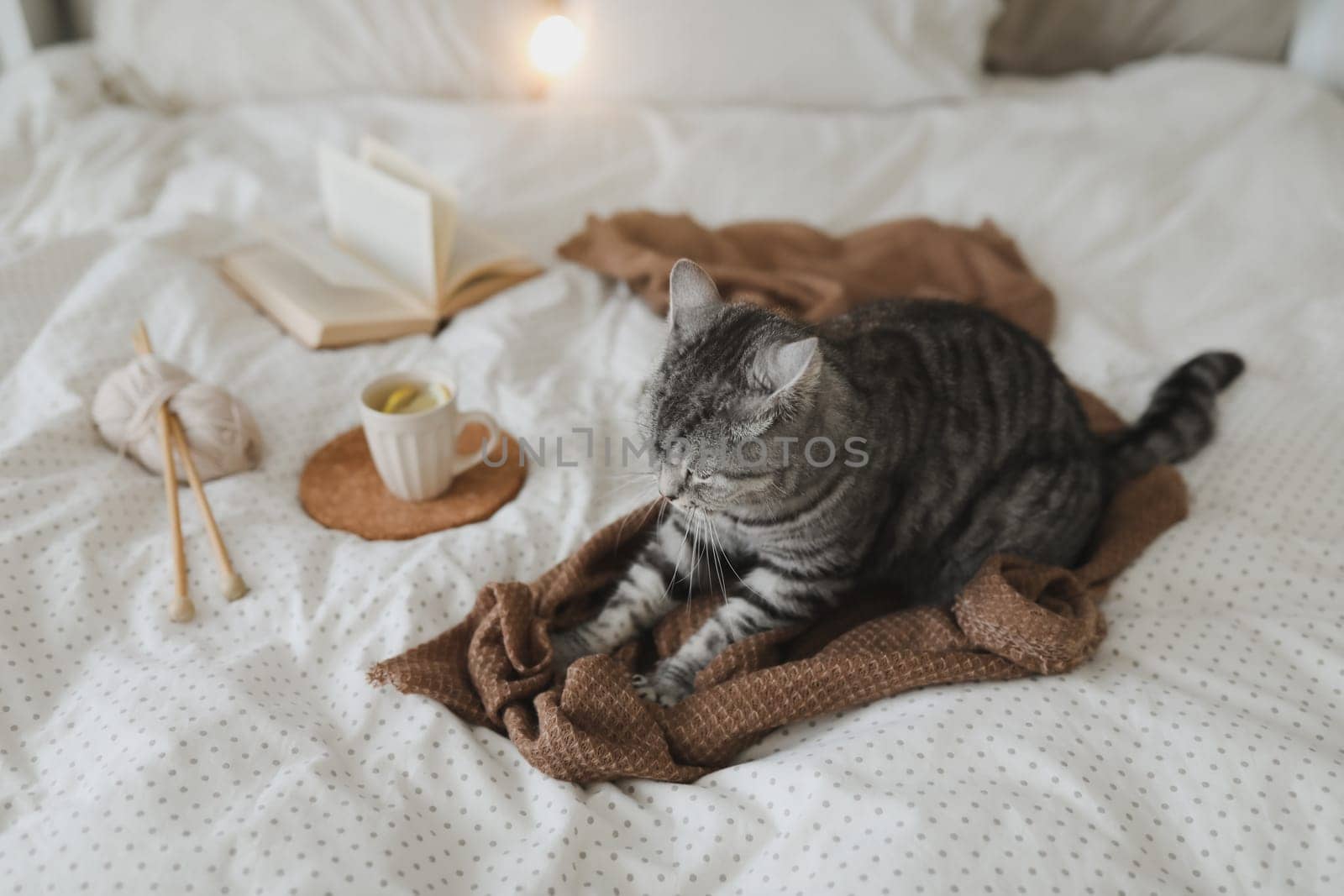 Cute tabby cat in bed on warm blanket. Hygge concept. Lazy weekend. Cozy home atmosphere by paralisart
