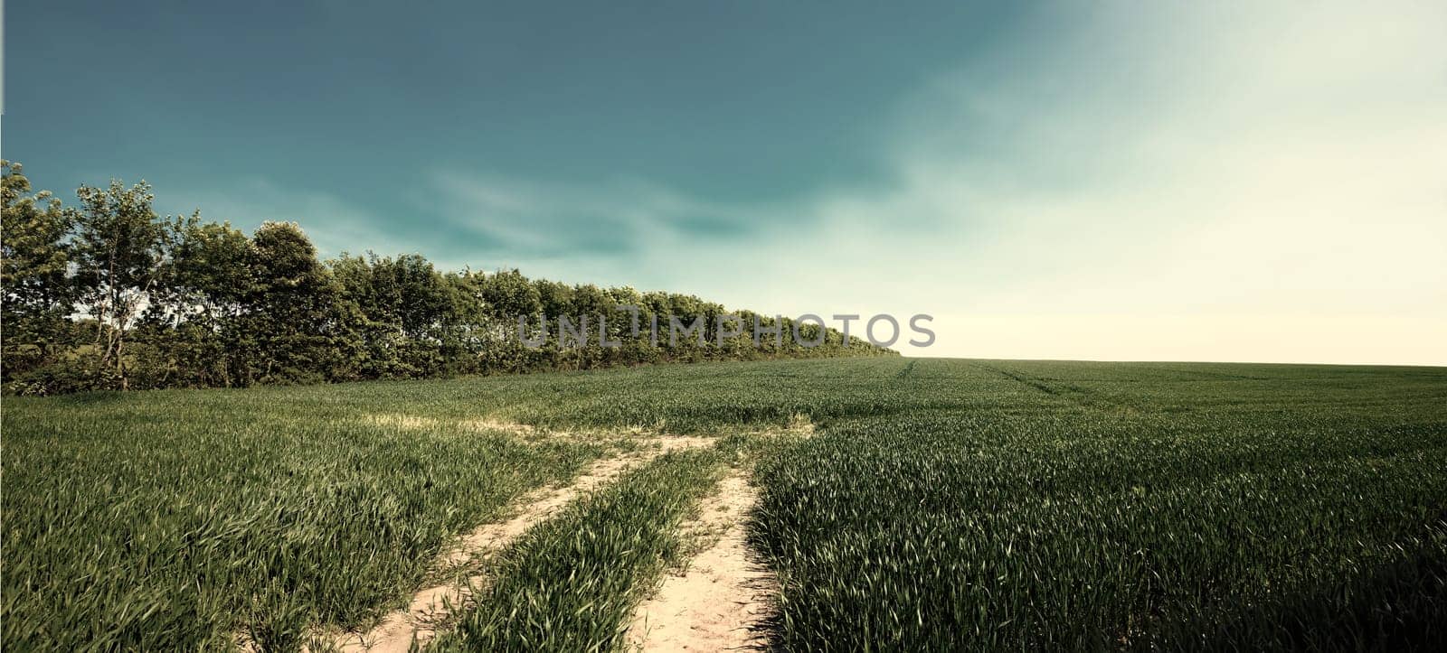 Springtime Cornfield. Farmland and road in springtime - lots of copy space. by YuriArcurs