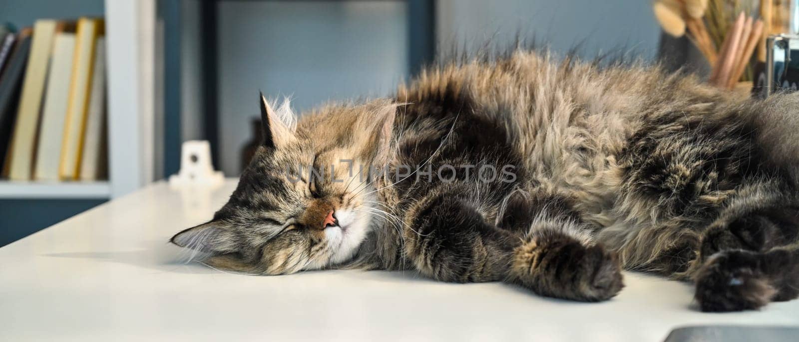 Image of a cute fluffy cat lying on white table, domestic cat resting at home by prathanchorruangsak