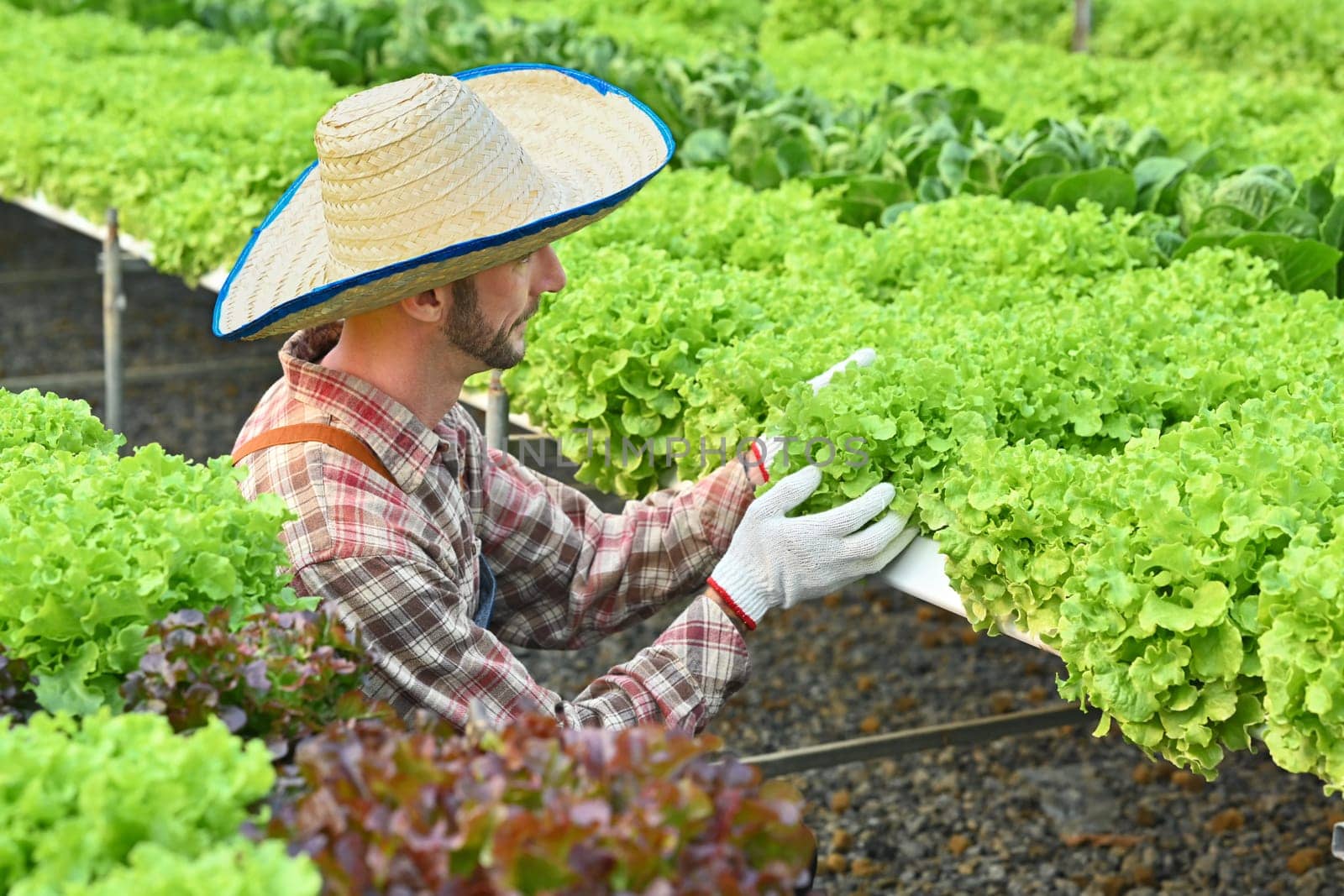 Bearded caucasian man in checkered shirt harvesting green oak lettuce in a greenhouse hydroponic farm.
