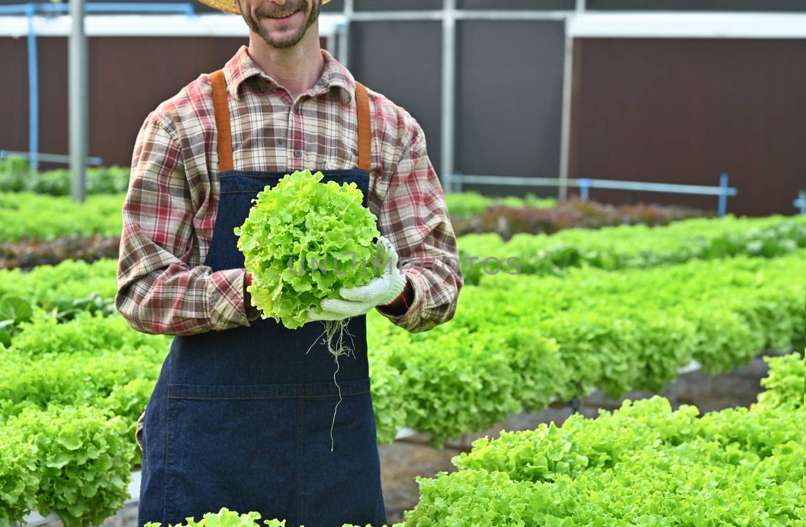 Happy farmer holding green organic lettuces standing in greenhouse. Agriculture and Healthy organic food concept.