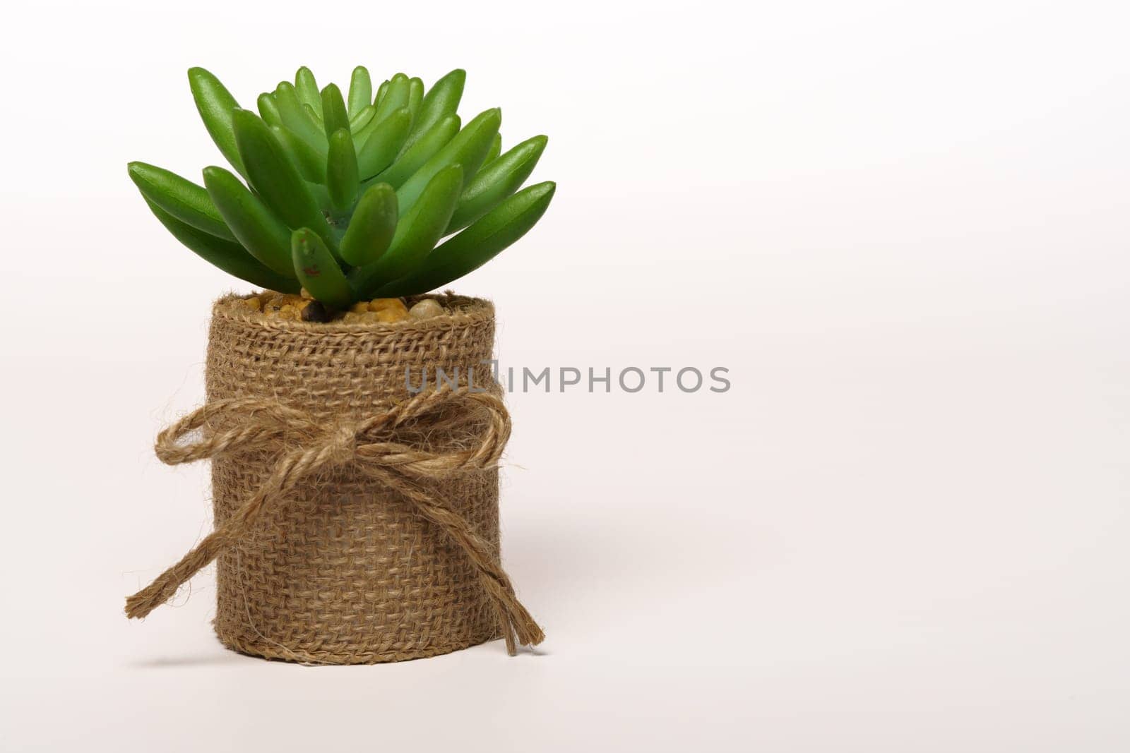 Succulent plant wrapped in a burlap bag isolated on white background