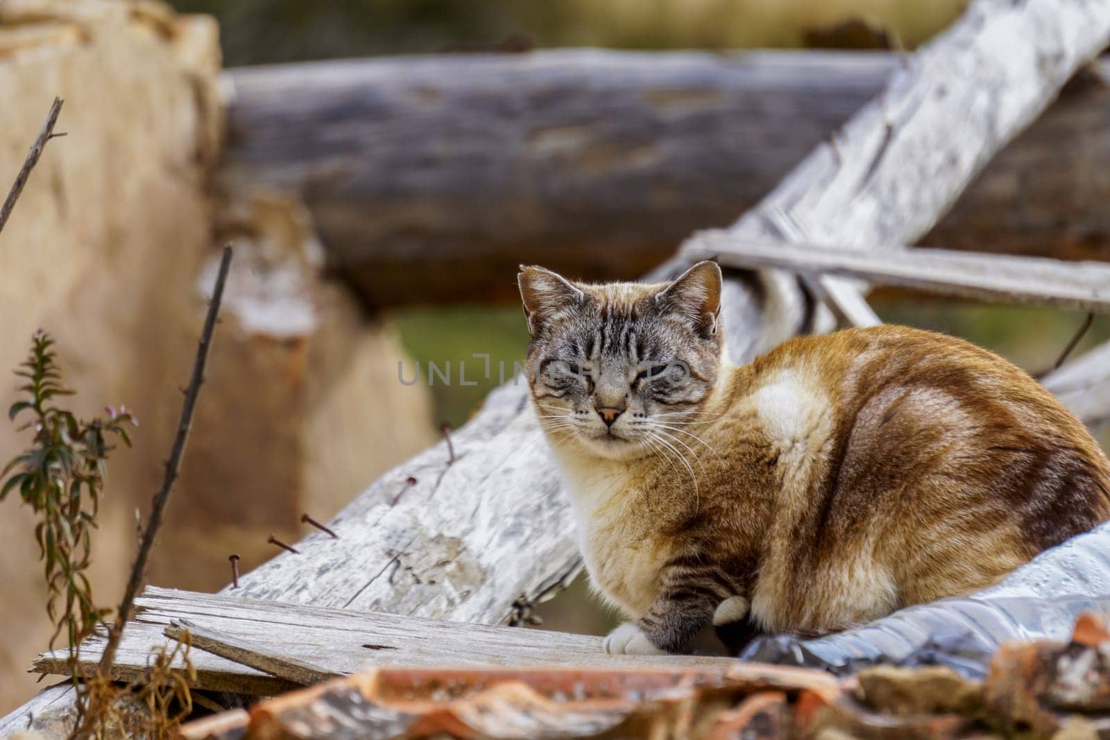 stray cat lying on a rooftop by joseantona