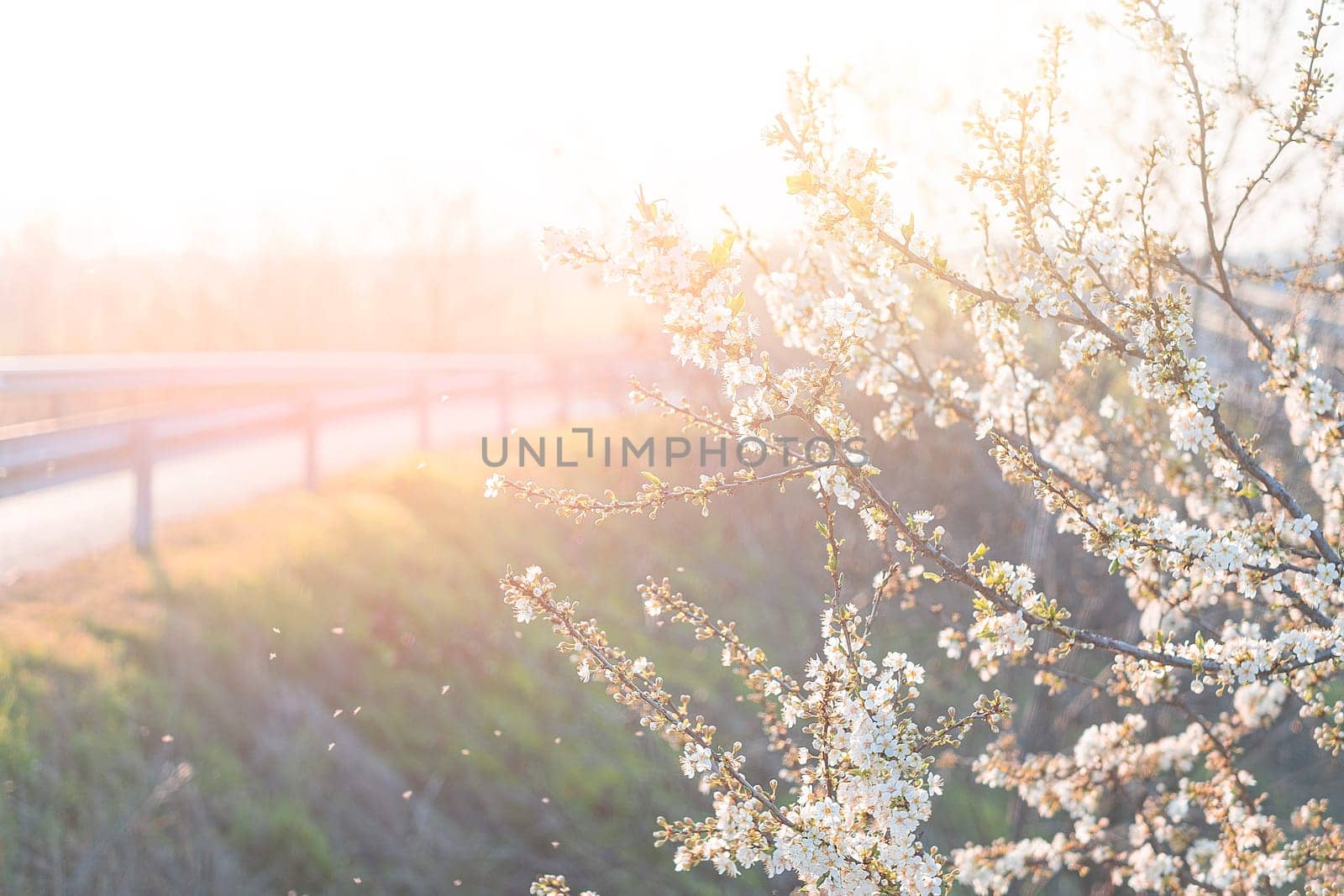 Spring flowering of white cherry blossoms in garden in the rays of light.