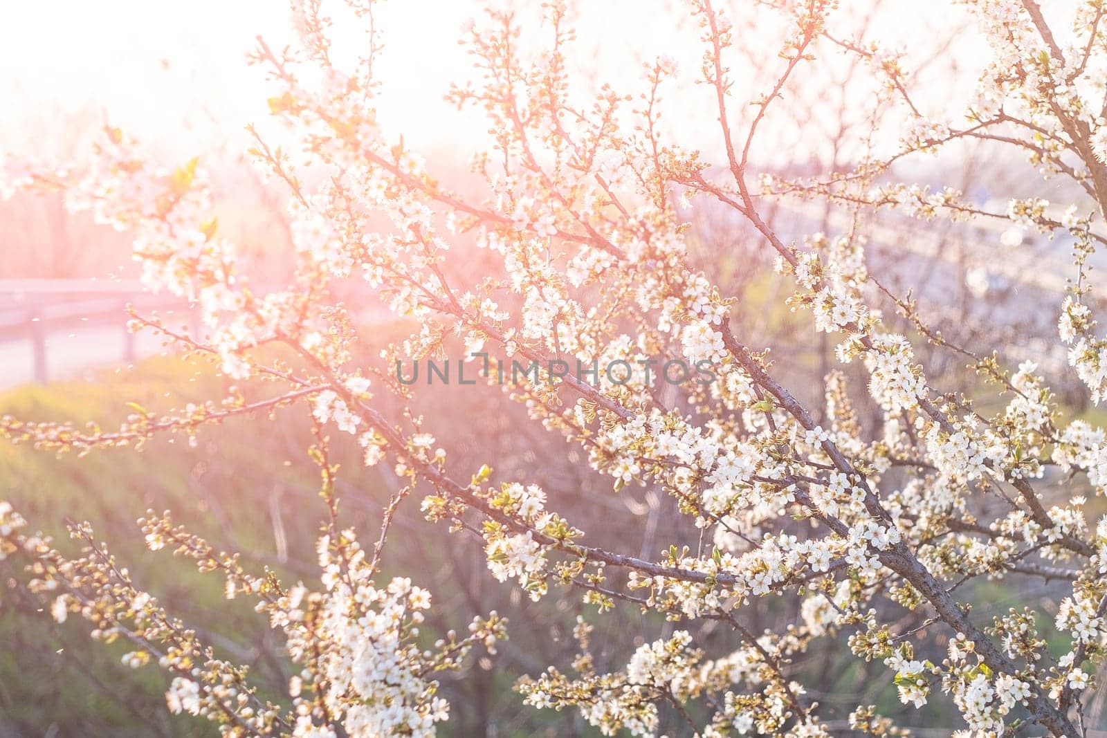 Spring flowering of white cherry blossoms in garden in the rays of light.