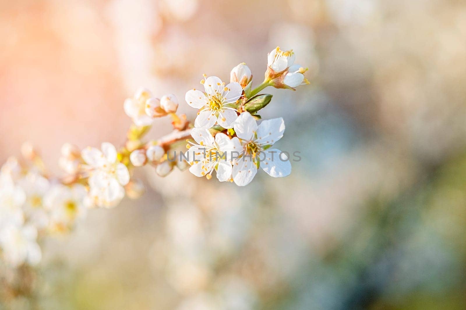 Close-up of white cherry blossom branch in the rays of light.