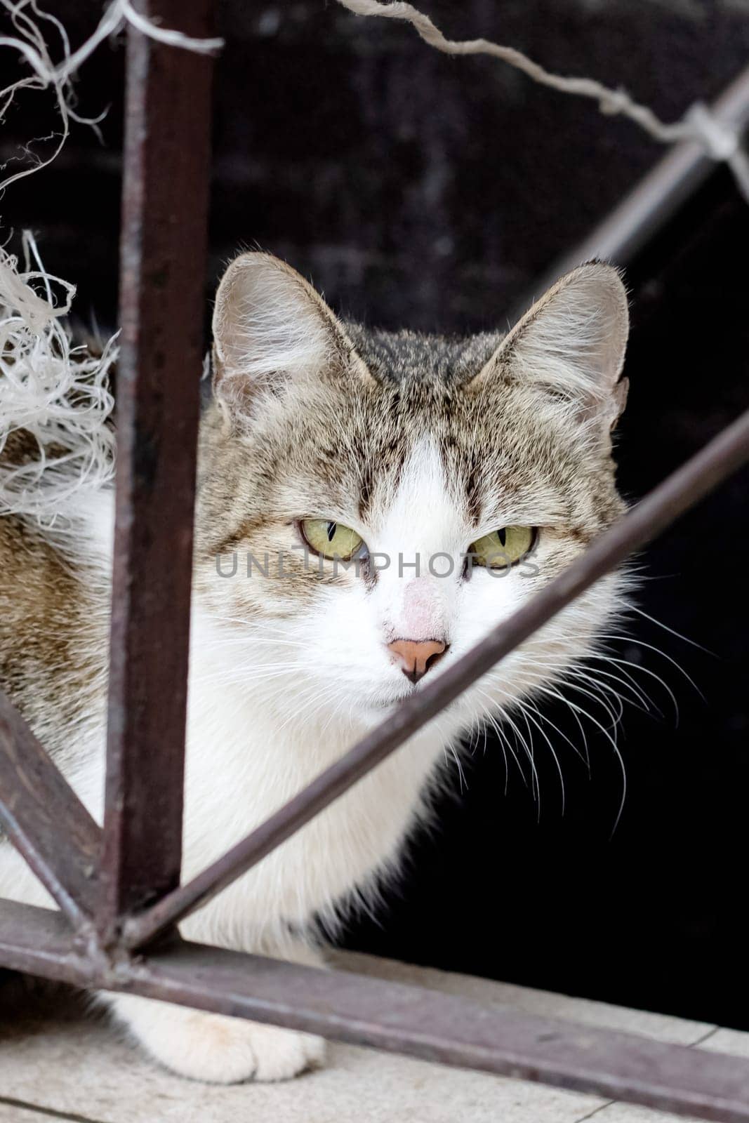 Dirty gray stray cat at the fence close up portrait