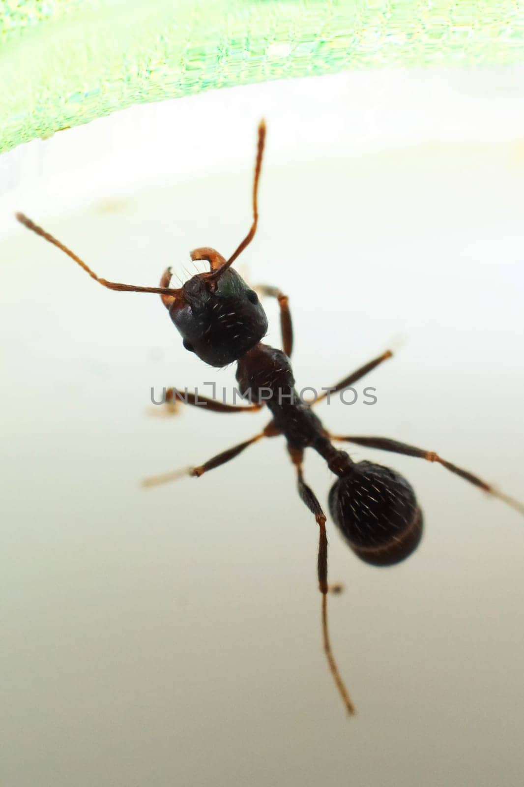Brown ant messor structor on a white background close up