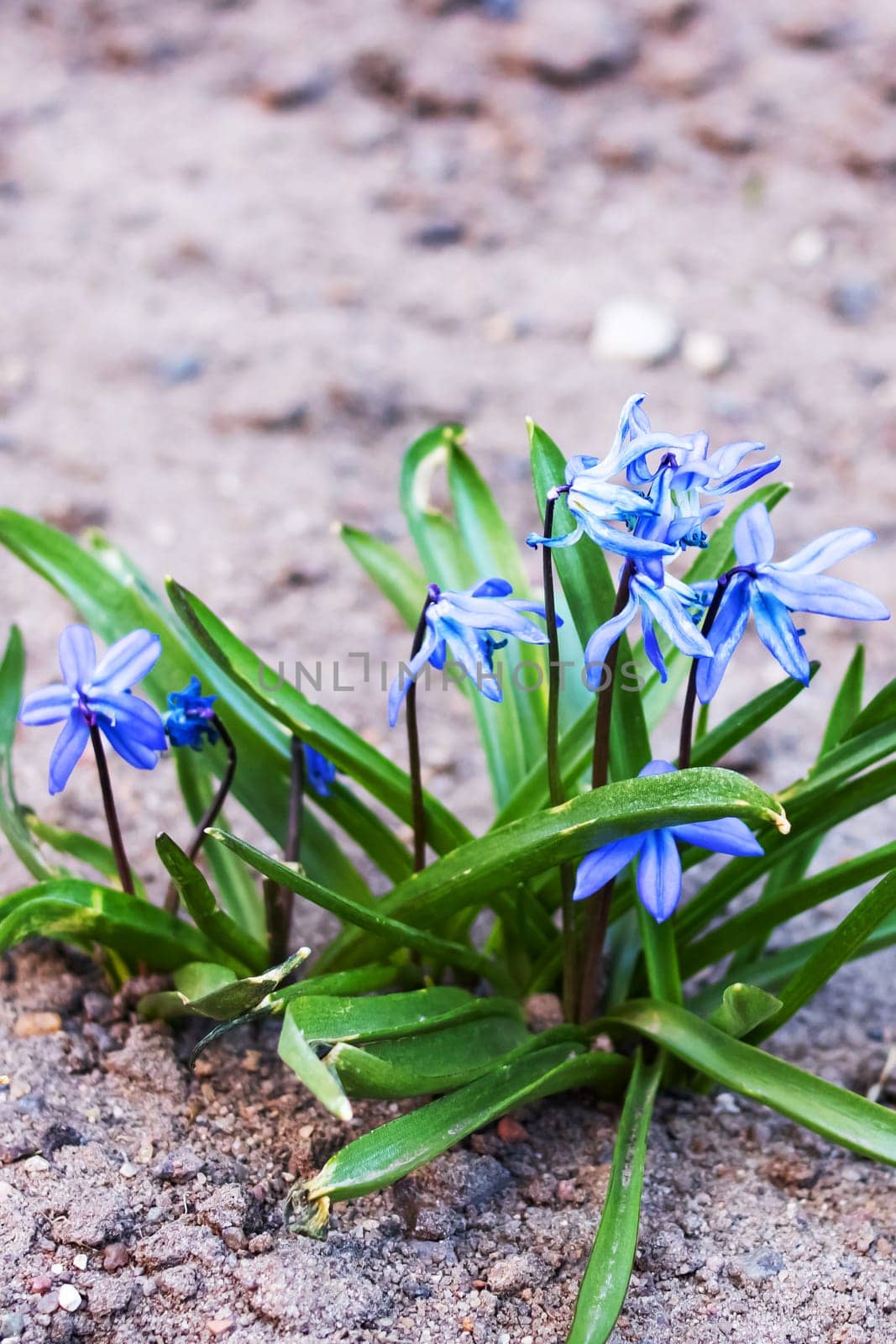 Blue flower bluebells with green leaves close up