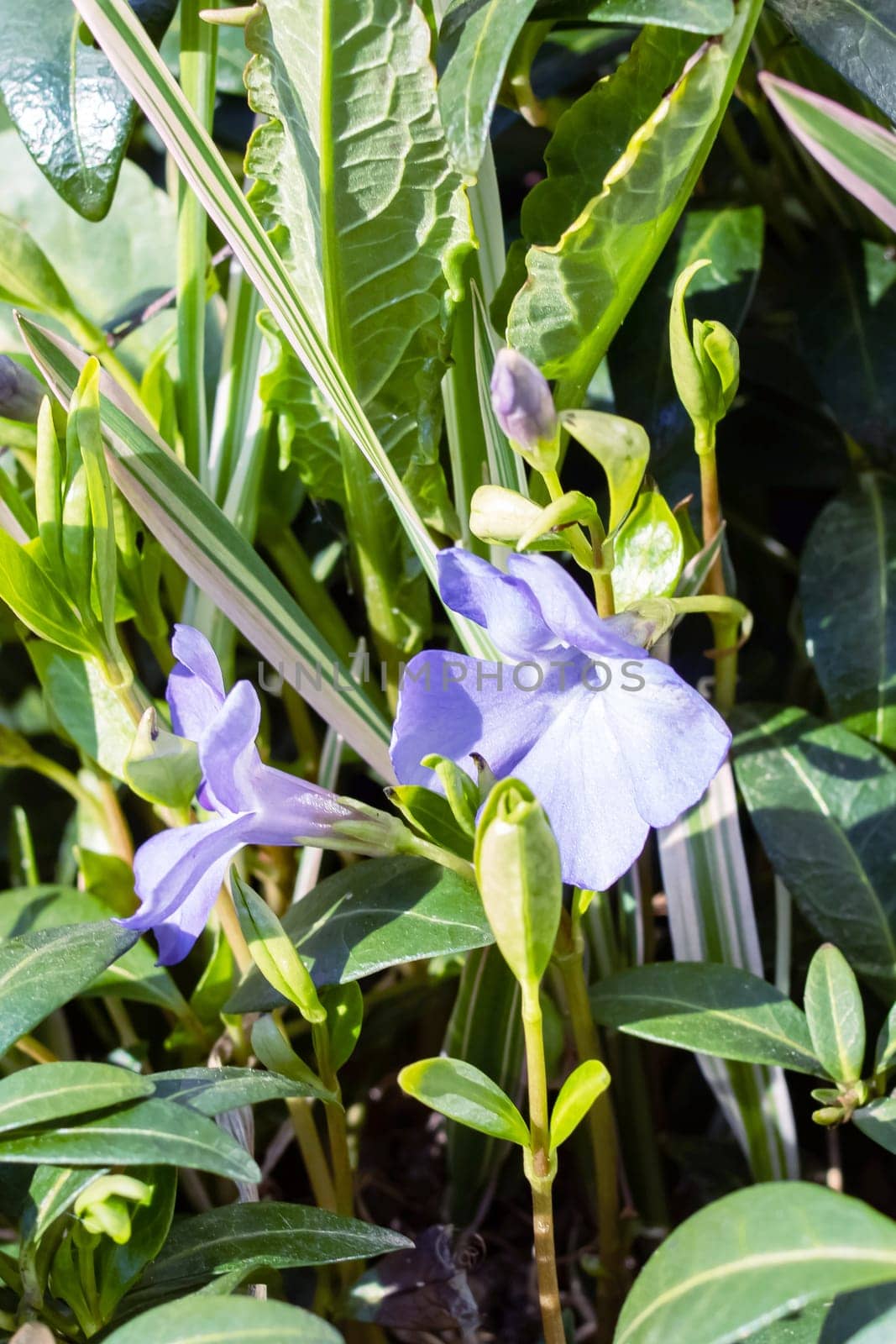 Pink periwinkle flower small with green leaves close up