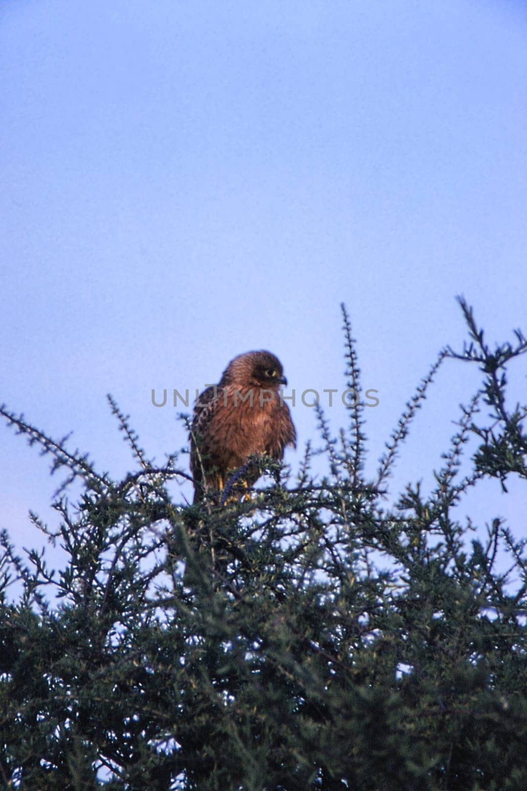 Brown Snake Eagle (Circaetus cinereus), Central Kalahari Game Reserve, Ghanzi, Botswana, Africa