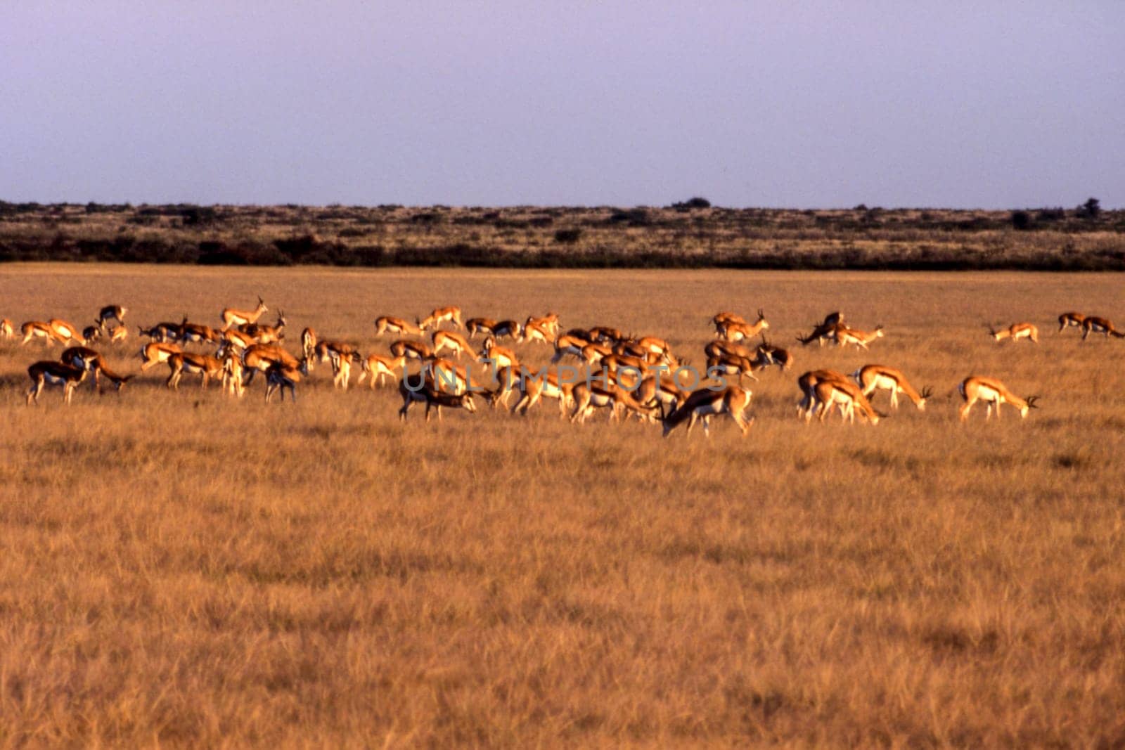 Springbok (Antidorcas marsupialis), Central Kalahari Game Reserve, Ghanzi, Botswana, Africa