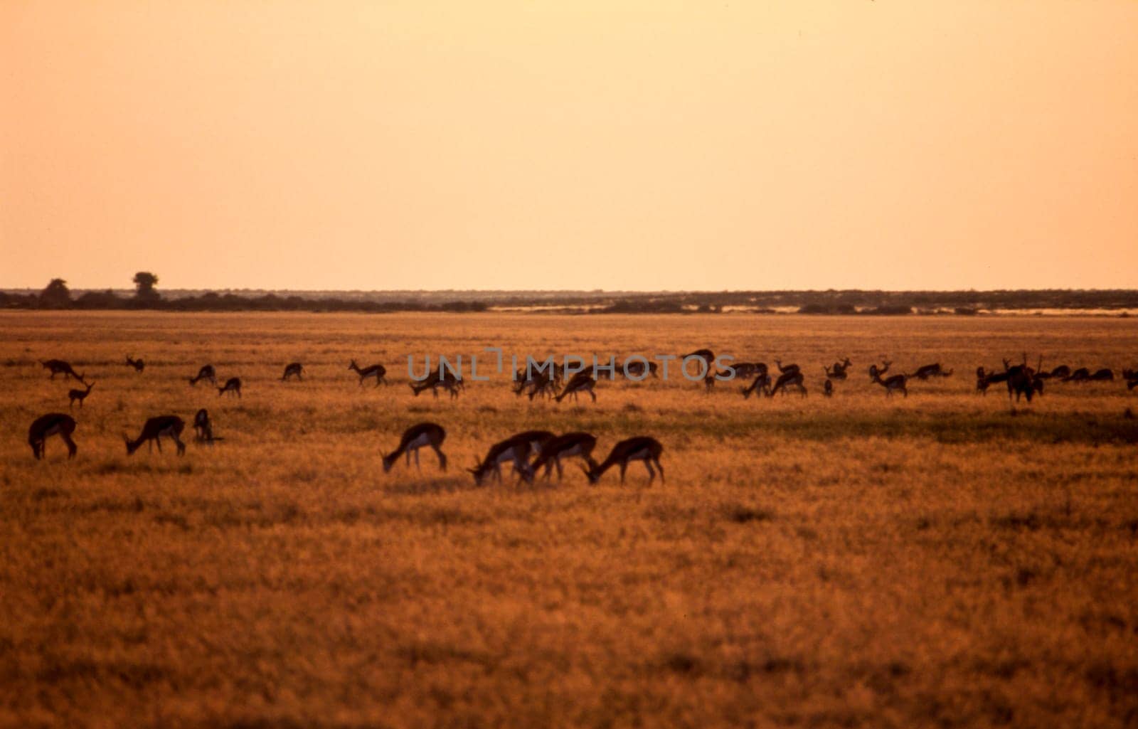 Springbok (Antidorcas marsupialis), Central Kalahari Game Reserve, Ghanzi, Botswana, Africa