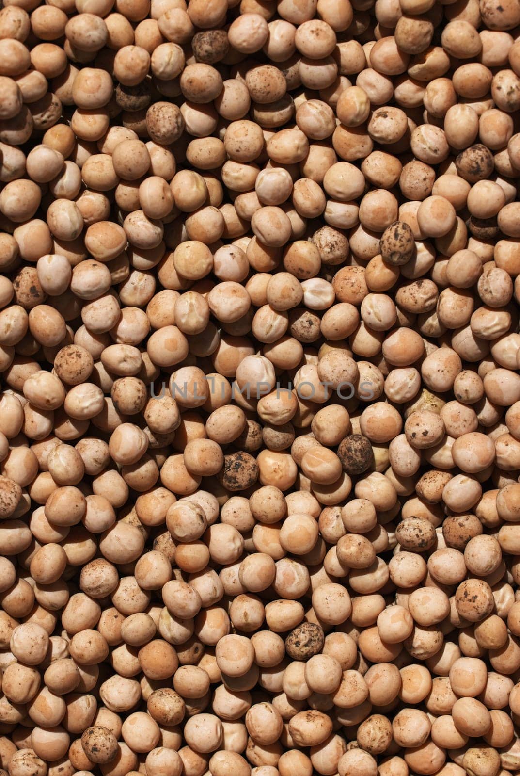 Dry seeds of peas for sowing. Ripe green pea seeds close-up. Preparation for garden season in early spring. Top down view. Preparation of seeds for sowing. Agricultural background.