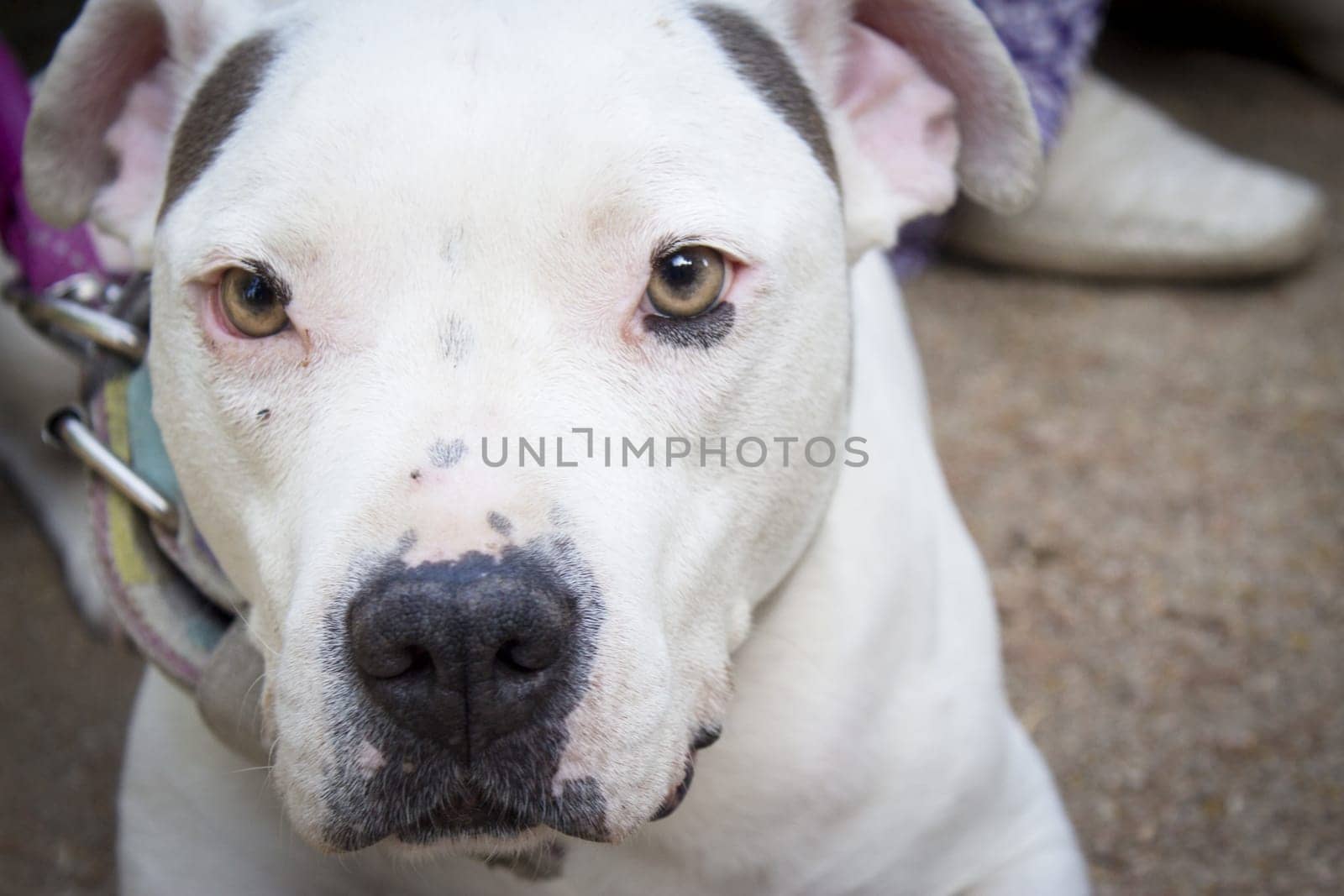 White american stanford dog lying on the floor. Very tranquil