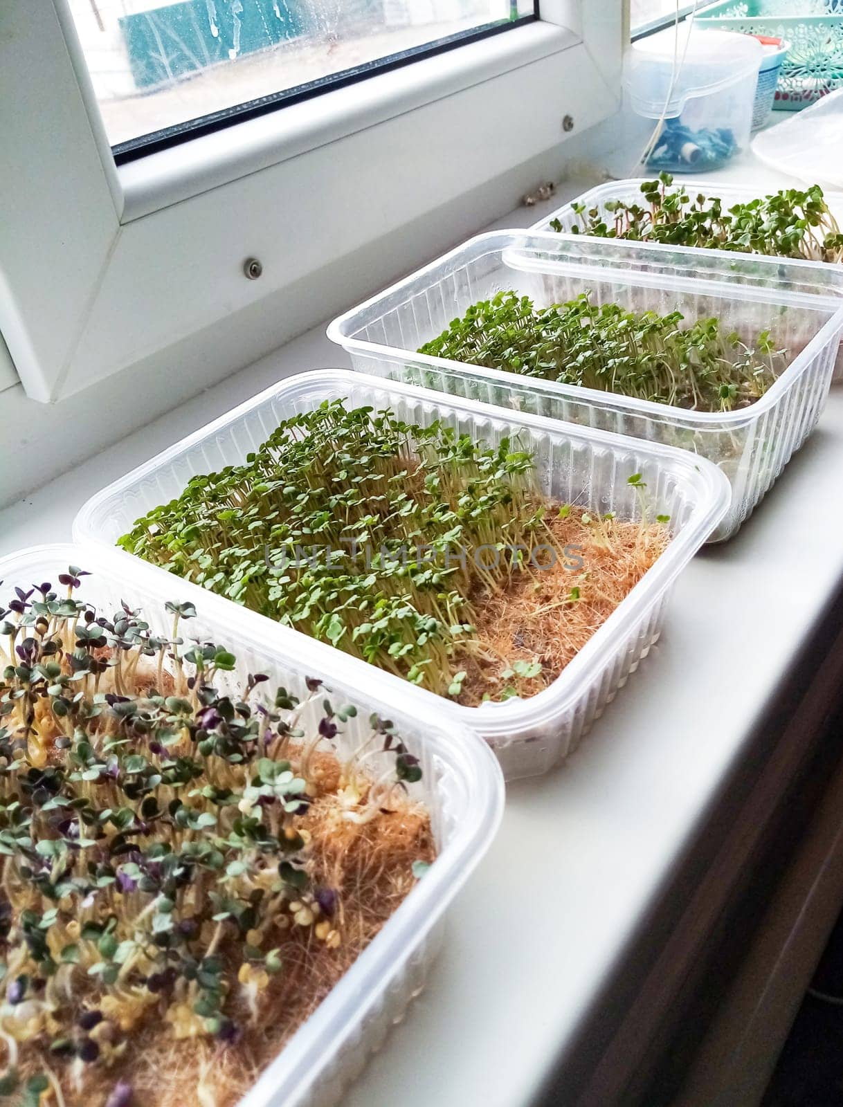 Organic microgreens from early seedlings. How to grow food at home on a windowsill.Sprouts of green plants and home gardening. Plastic reusable food delivery containers for seedlings of lettuce, radis