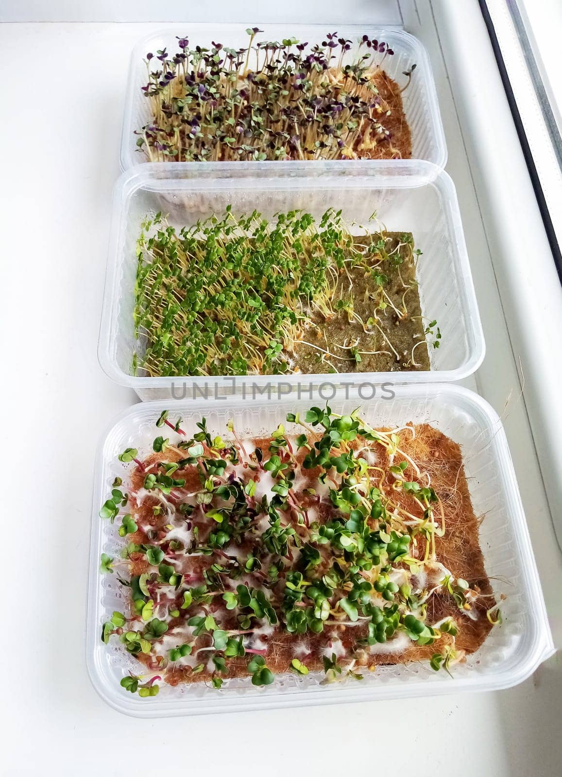Organic microgreens from early seedlings. How to grow food at home on a windowsill.Sprouts of green plants and home gardening. Plastic reusable food delivery containers for seedlings of lettuce, radis