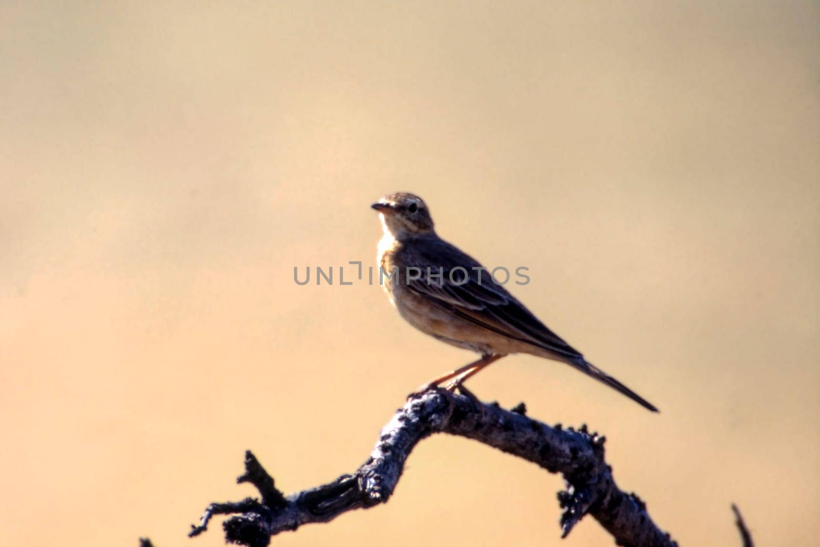 Rattling Cisticola (Cisticola chiniana), Central Kalahari Game Reserve, Ghanzi, Botswana, Africa
