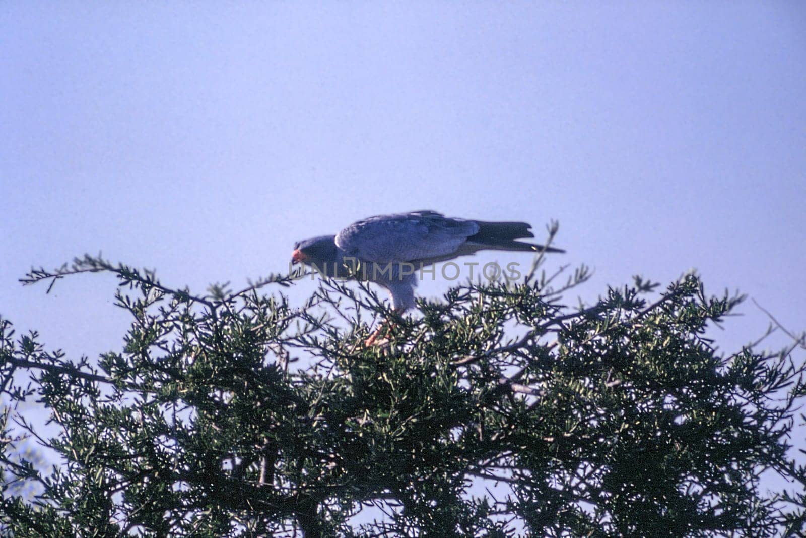 Pale Chanting Goshawk (Melierax canorus), Central Kalahari Game Reserve, Ghanzi, Botswana, Africa