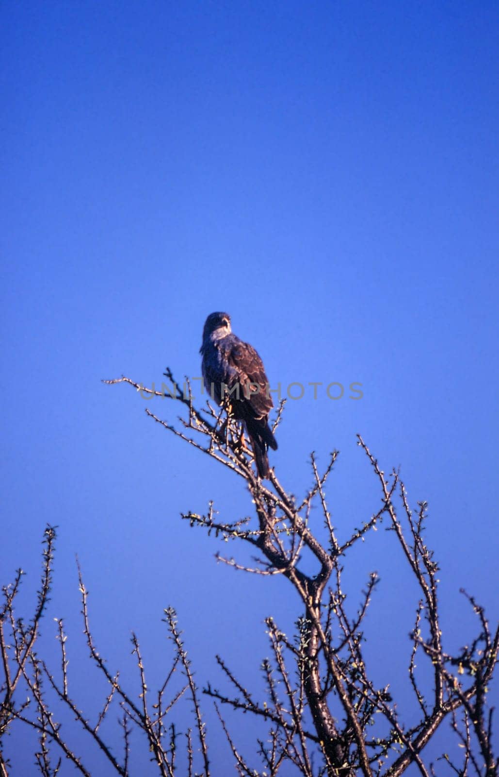 Black Kite (Milvus migrans), Central Kalahari Game Reserve, Ghanzi, Botswana, Africa