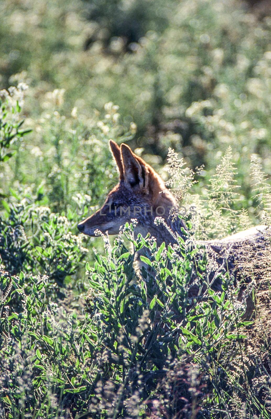 Black Backed Jakal (Canis mesomelas), Central Kalahari Game Reserve, Ghanzi, Botswana, Africa
