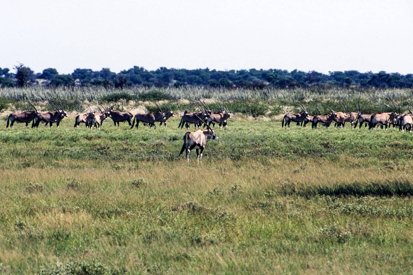 Gemsbok (Oryx gazella), Central Kalahari Game Reserve, Ghanzi, Botswana, Africa