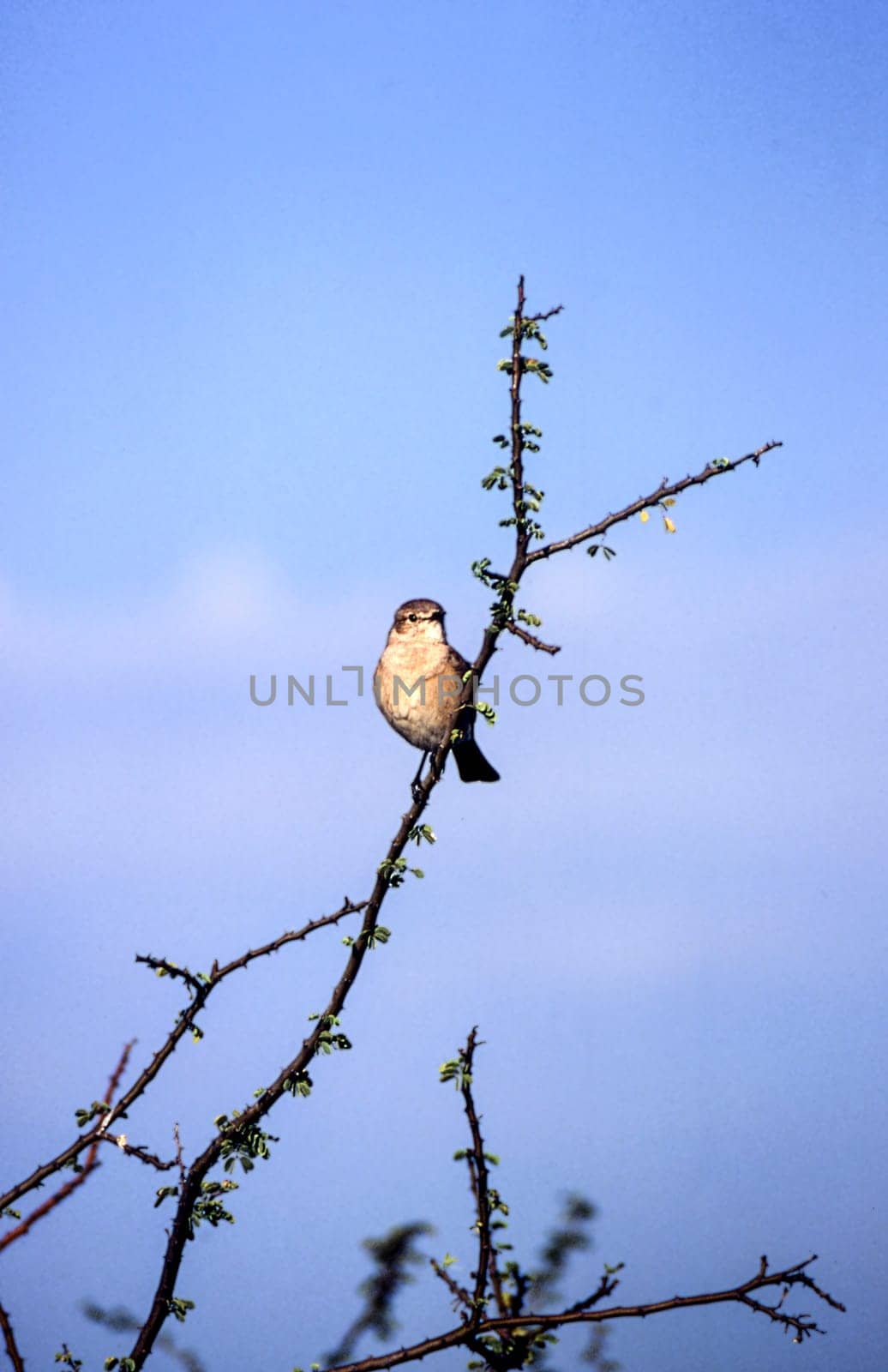 Willow Warbler (Phylloscopus trochilus), Central Kalahari Game Reserve, Ghanzi, Botswana, Africa