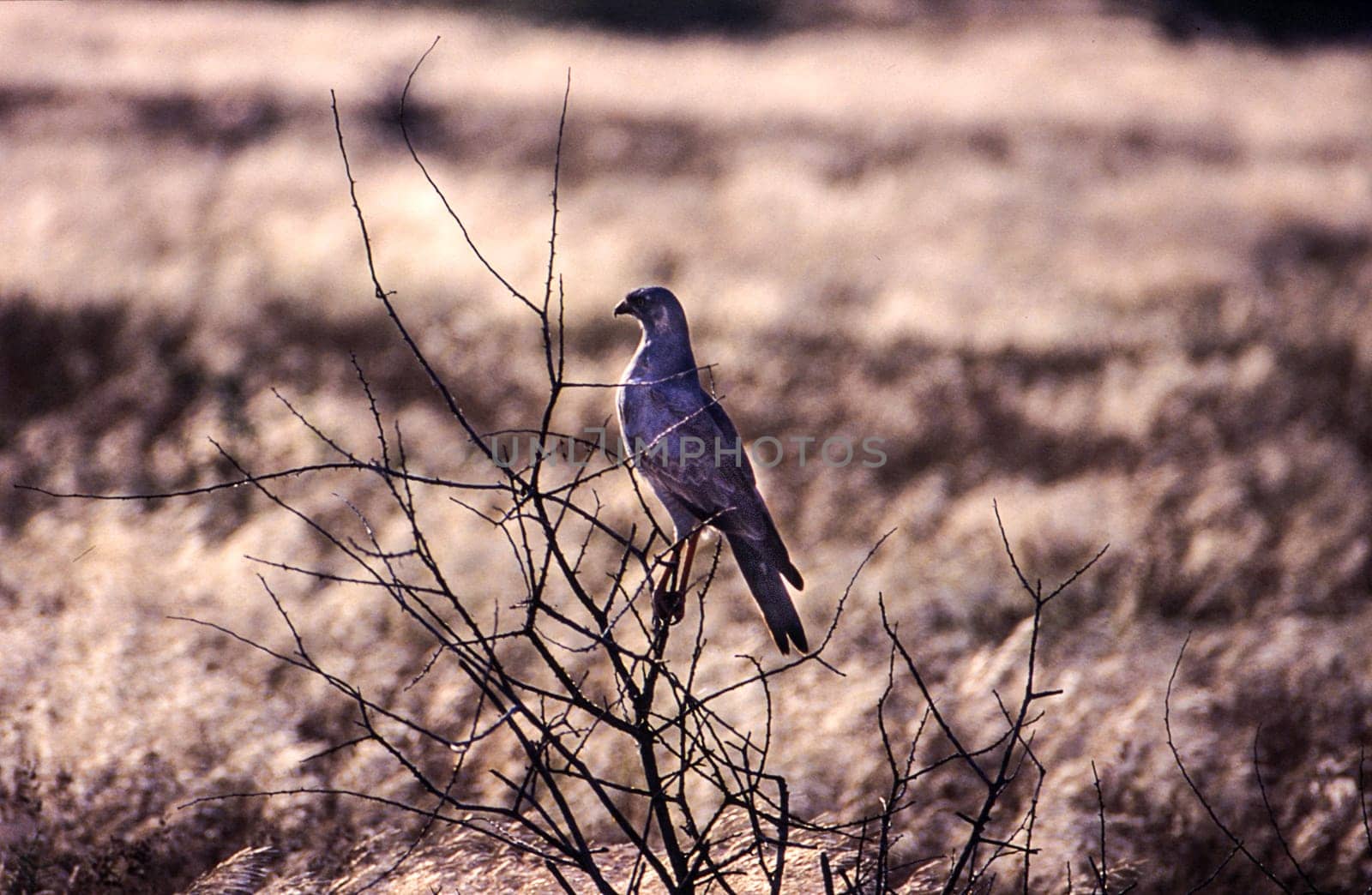 Pale Chanting Goshawk (Melierax canorus), Central Kalahari Game Reserve, Ghanzi, Botswana, Africa
