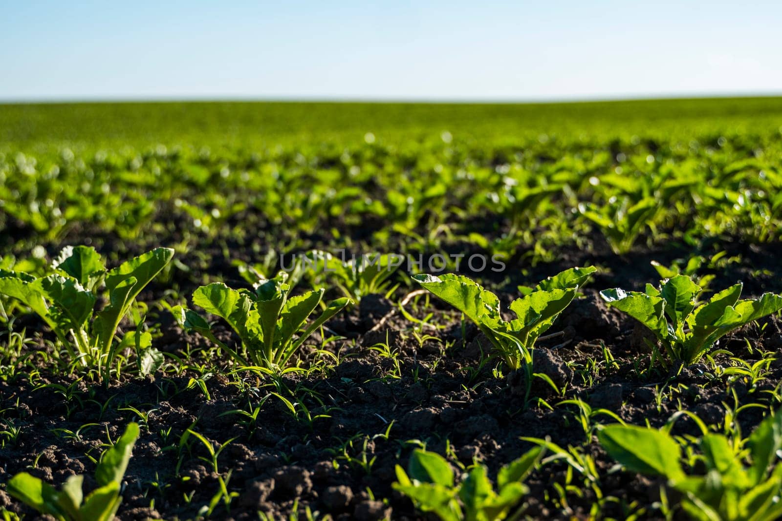 Agriculture concept. Close-up of young sugar beet plants grows in converging long rows in a fertile soil. Agricultural field