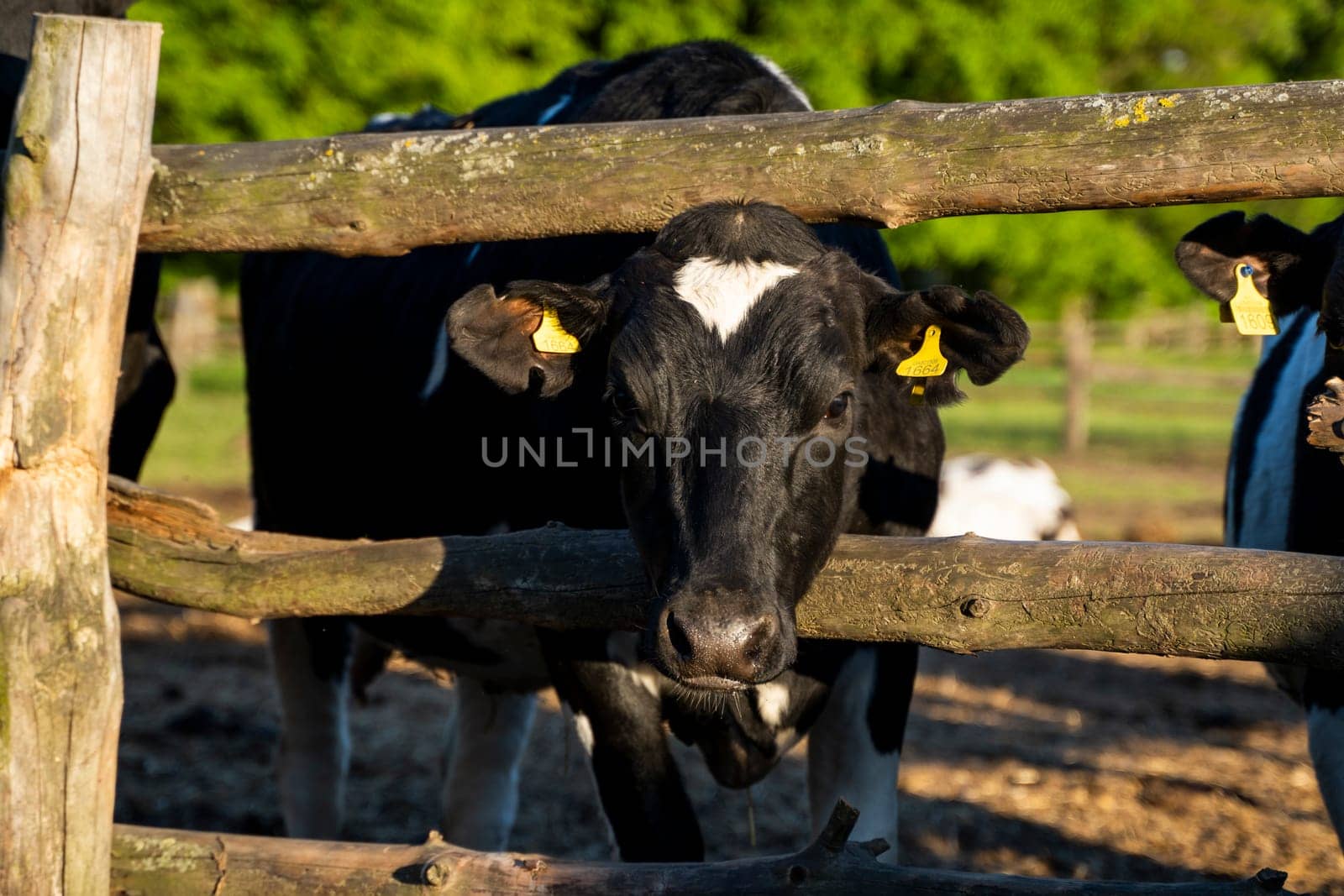 Beautiful close up on a young black and white cow on a farm looking in a camera behind the fence summer pasture