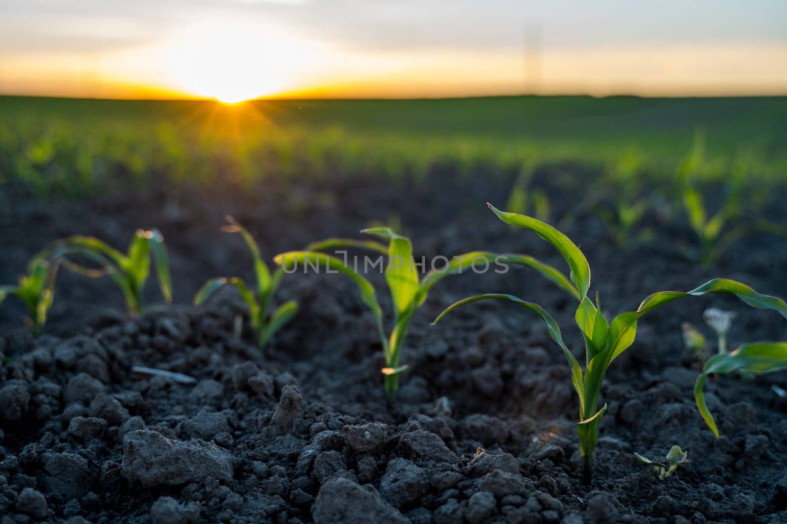 Young corn seedlings growing on field in black soil. Sprouts of corn. Agriculture process, growing