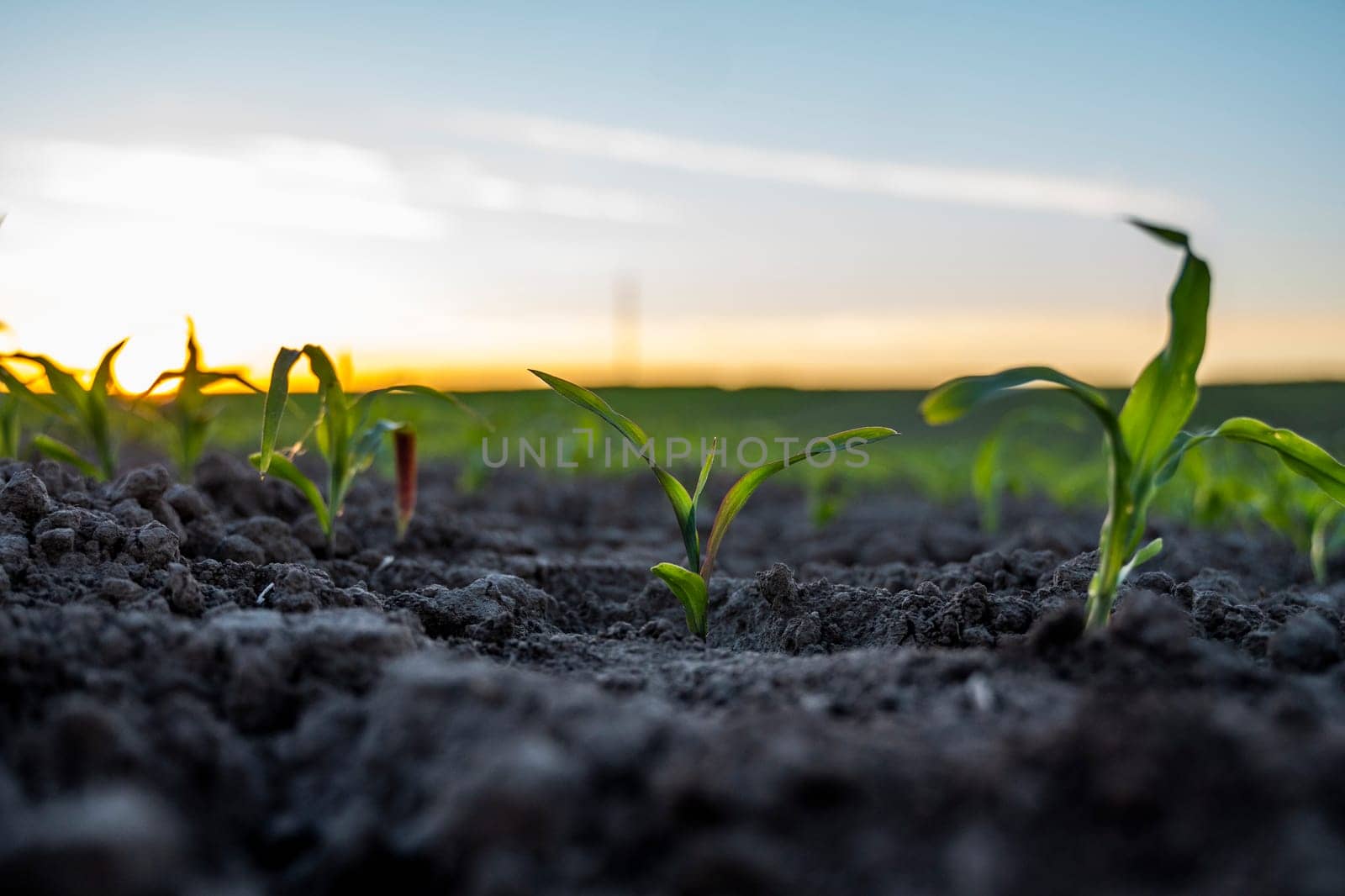 Close up green young corn seedlings growing in soil in a field. Close up on sprouting corn agriculture on a field in sunset. Sprouts of corn