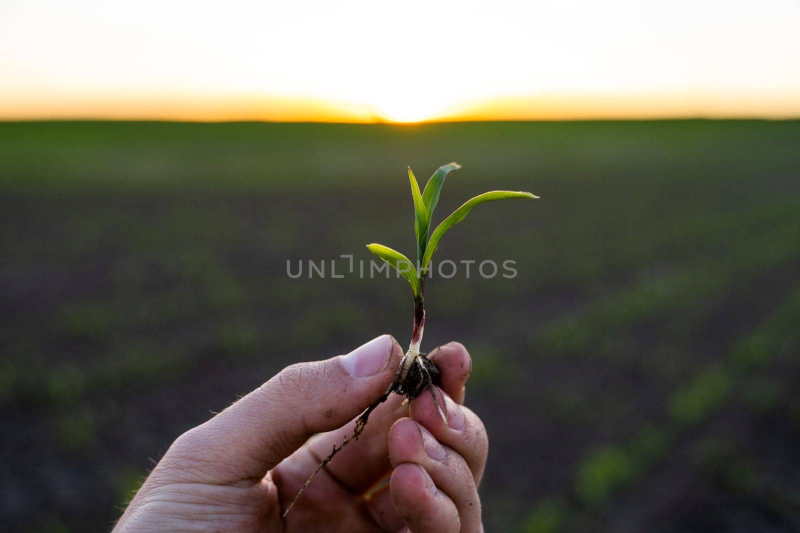 Farmer holding corn sprout with root and researching plant growth. Examining young green corn maize crop plant in cultivated agricultural field