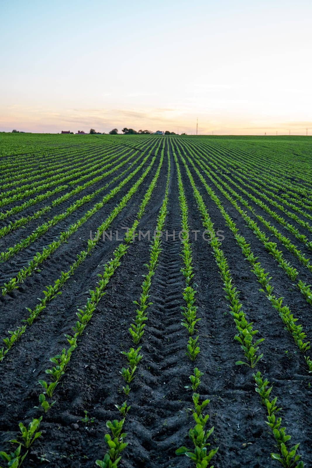 Beetroot plants growing in a row on agricultural field. Row of green young beet leaves growing in organic farm. by vovsht