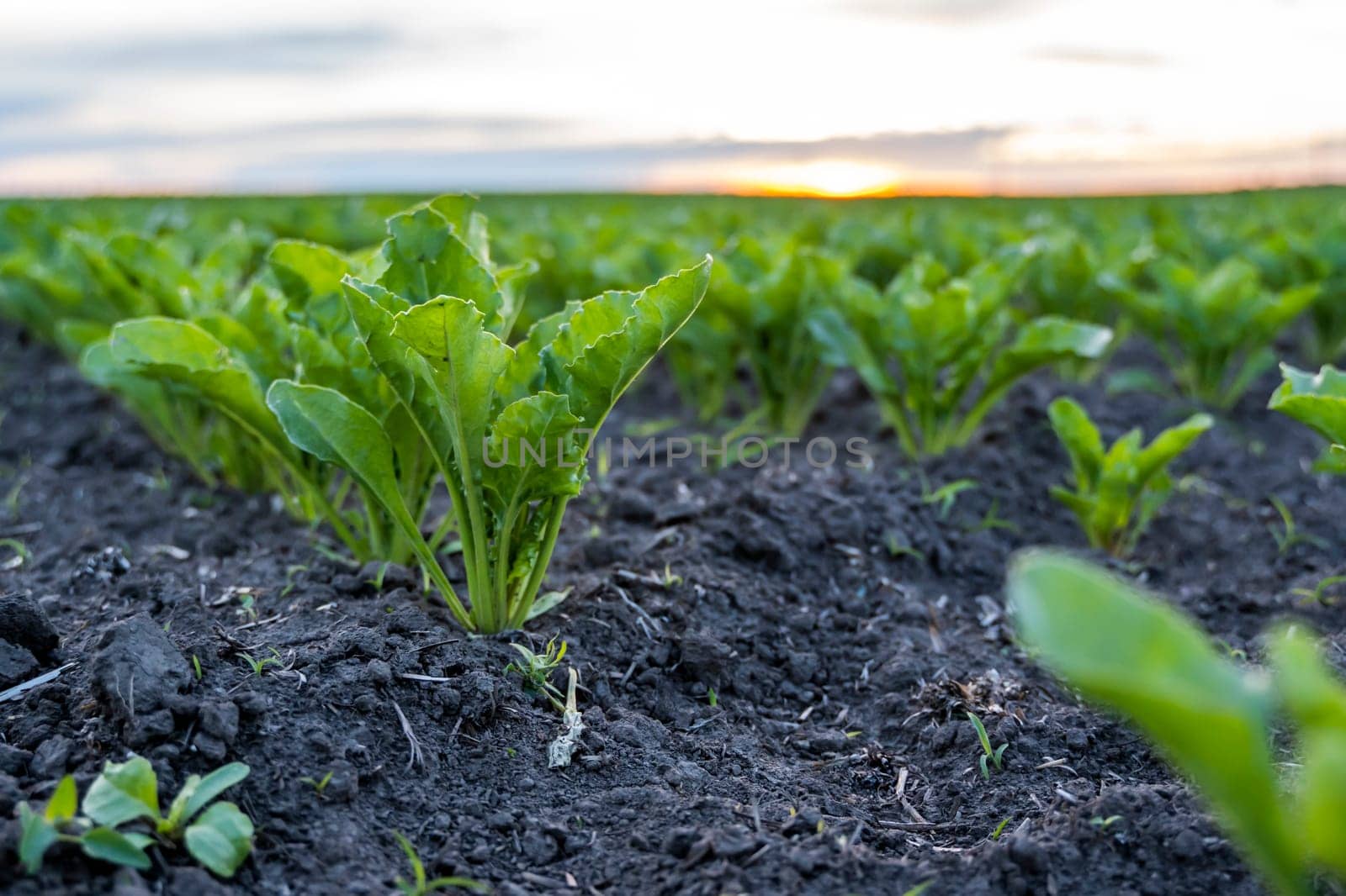 Young green sugar beet leaves in the agricultural beet field in the evening sunset. Agriculture. by vovsht