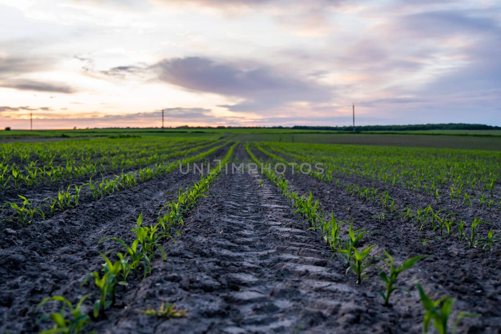 Rows of young corn plants on a fertile field with dark soil in beautiful warm sunshine. Rural landscape. by vovsht