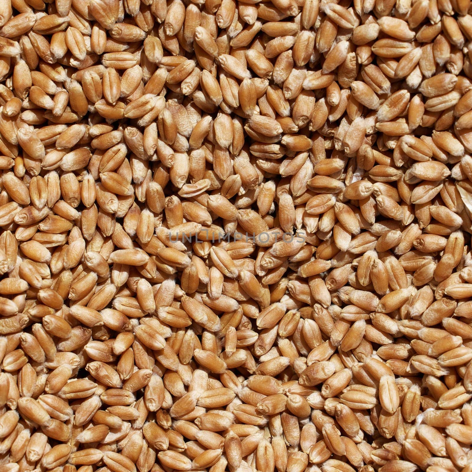 Wheat grains close-up view. Wheat grains background. Dry ripe wheat grains. Preparation for Agricultural season. Preparation of seeds for sowing. Agricultural background by EvgeniyQW