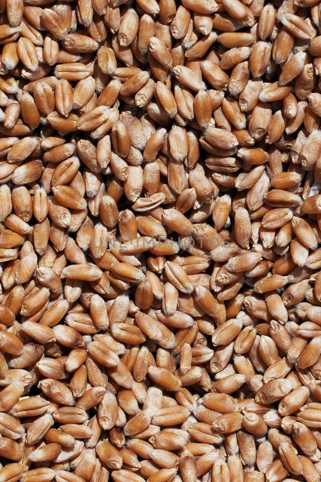 Wheat grains close-up view. Wheat grains background. Dry ripe wheat grains. Preparation for Agricultural season. Preparation of seeds for sowing. Agricultural background by EvgeniyQW