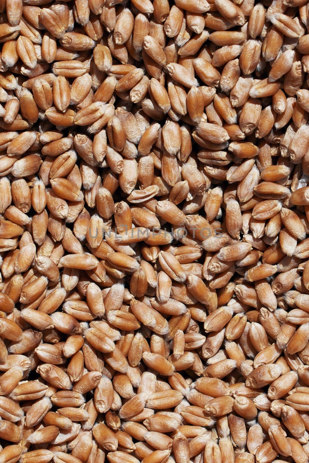 Wheat grains close-up view. Wheat grains background. Dry ripe wheat grains. Preparation for Agricultural season. Preparation of seeds for sowing. Agricultural background.