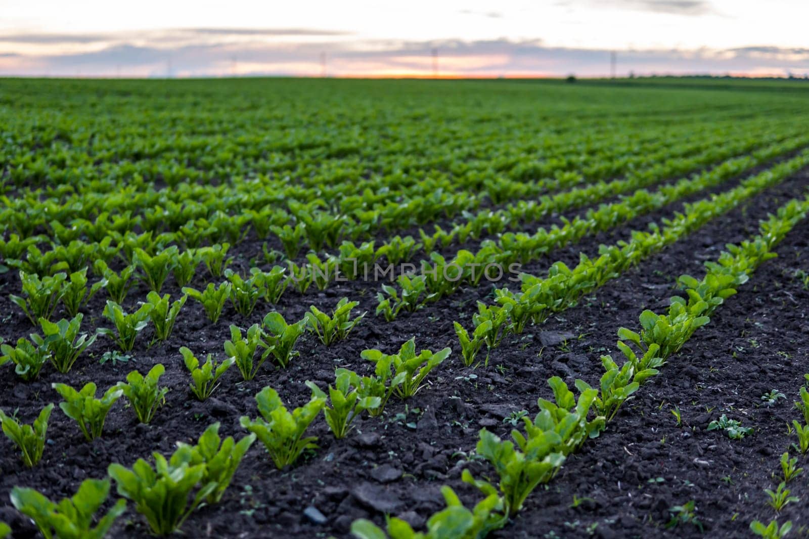 Rows of young fresh beet leaves with a sunset sky. Beetroot plants growing in a fertile soil on a field. Cultivation of beet. Agriculture. by vovsht