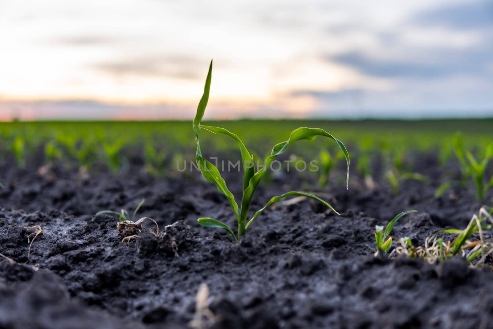 Sprouted green young corn on organic soil in a sunset. Plants cultivation. Agriculture