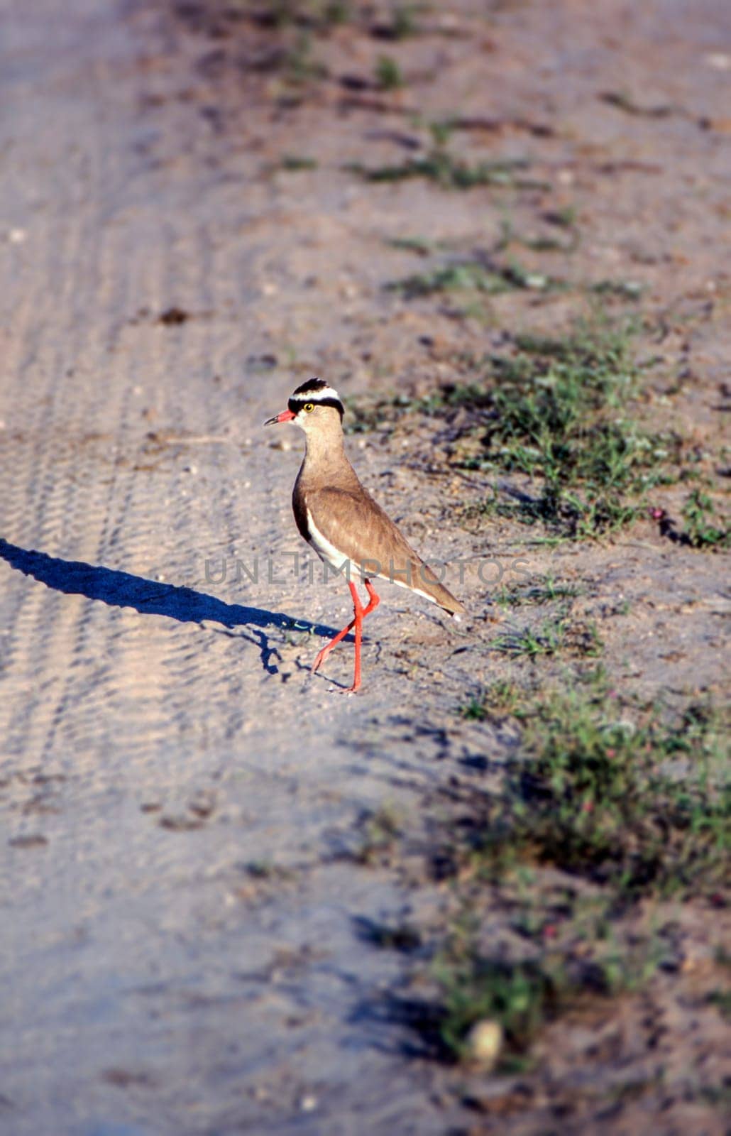 Crowned Plover (Vanellus coronatus), Central Kalahari Game Reserve, Ghanzi, Botswana, Africa